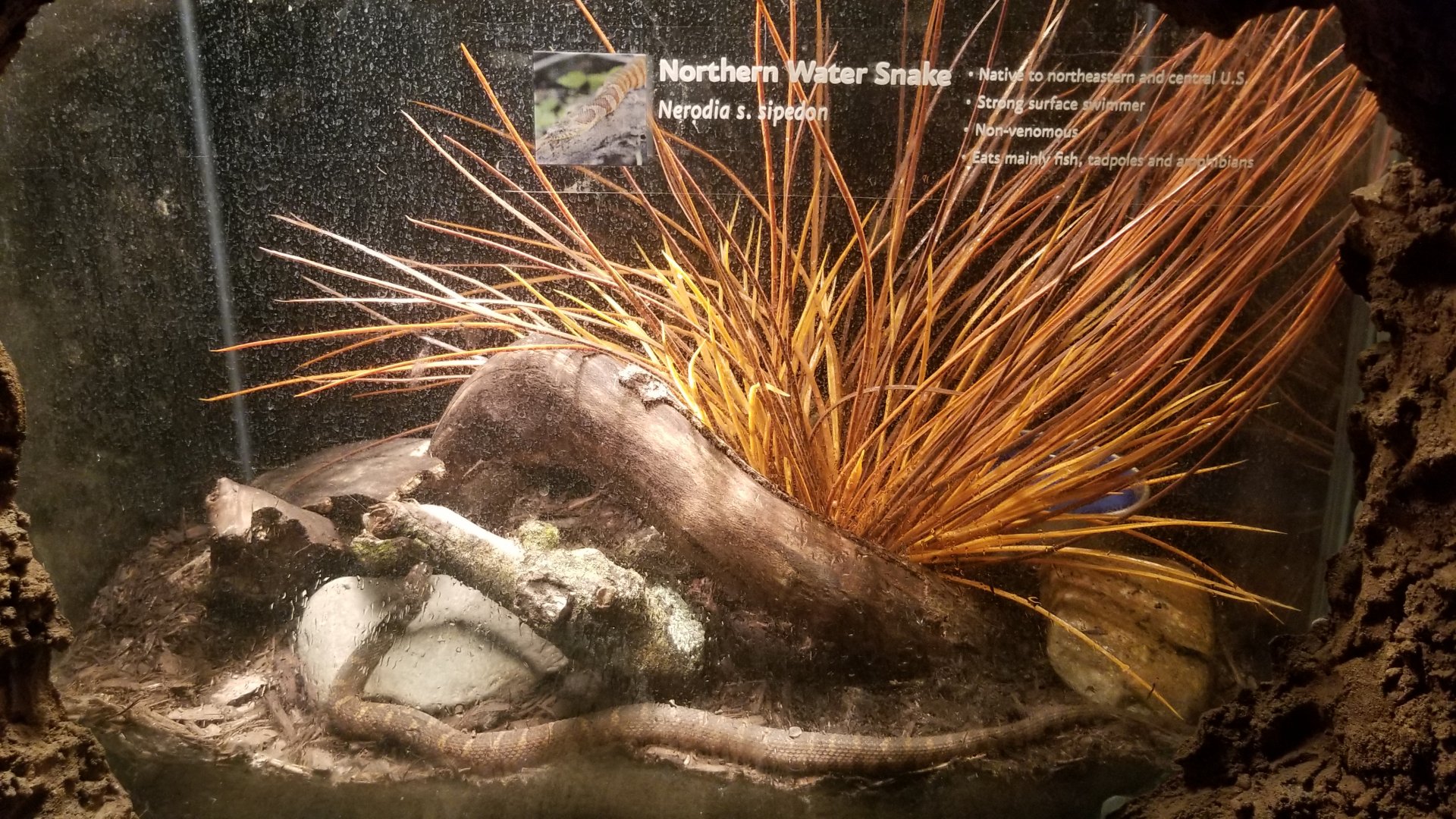 Northern water snake