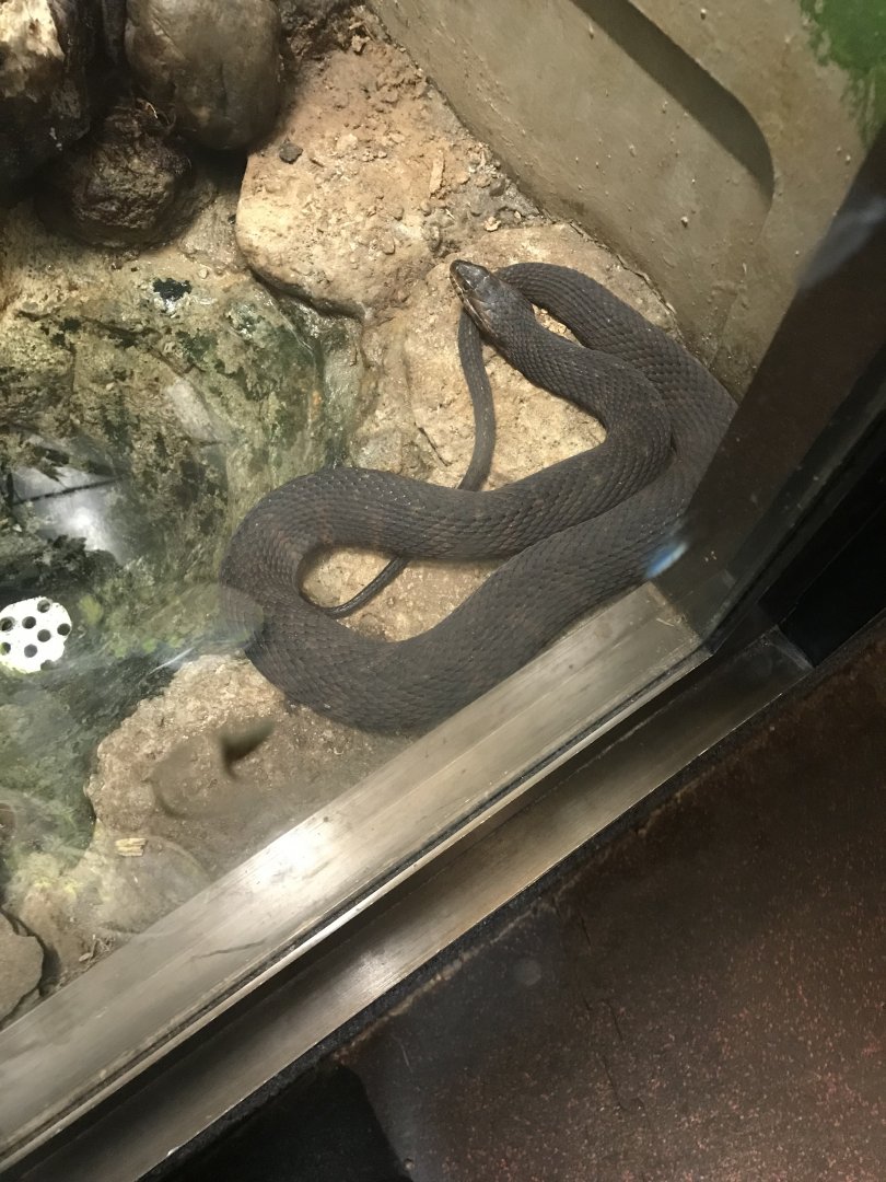 Northern water snake