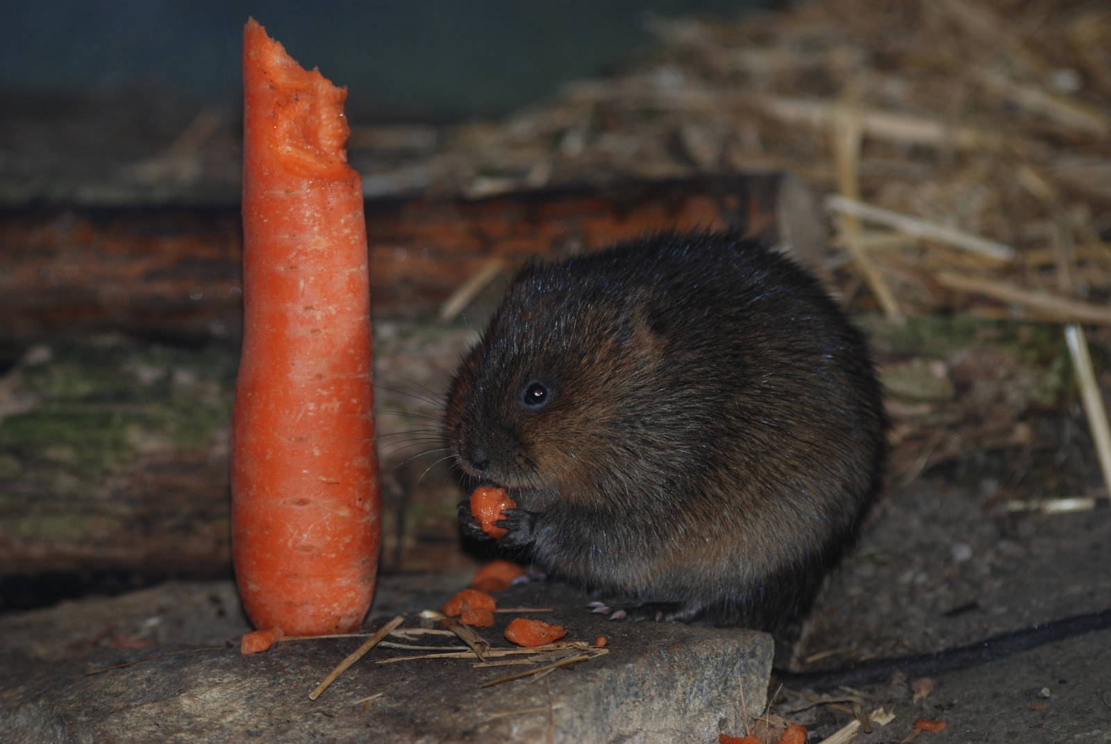 Northern Water Vole at Slimbridge, 05/02/12