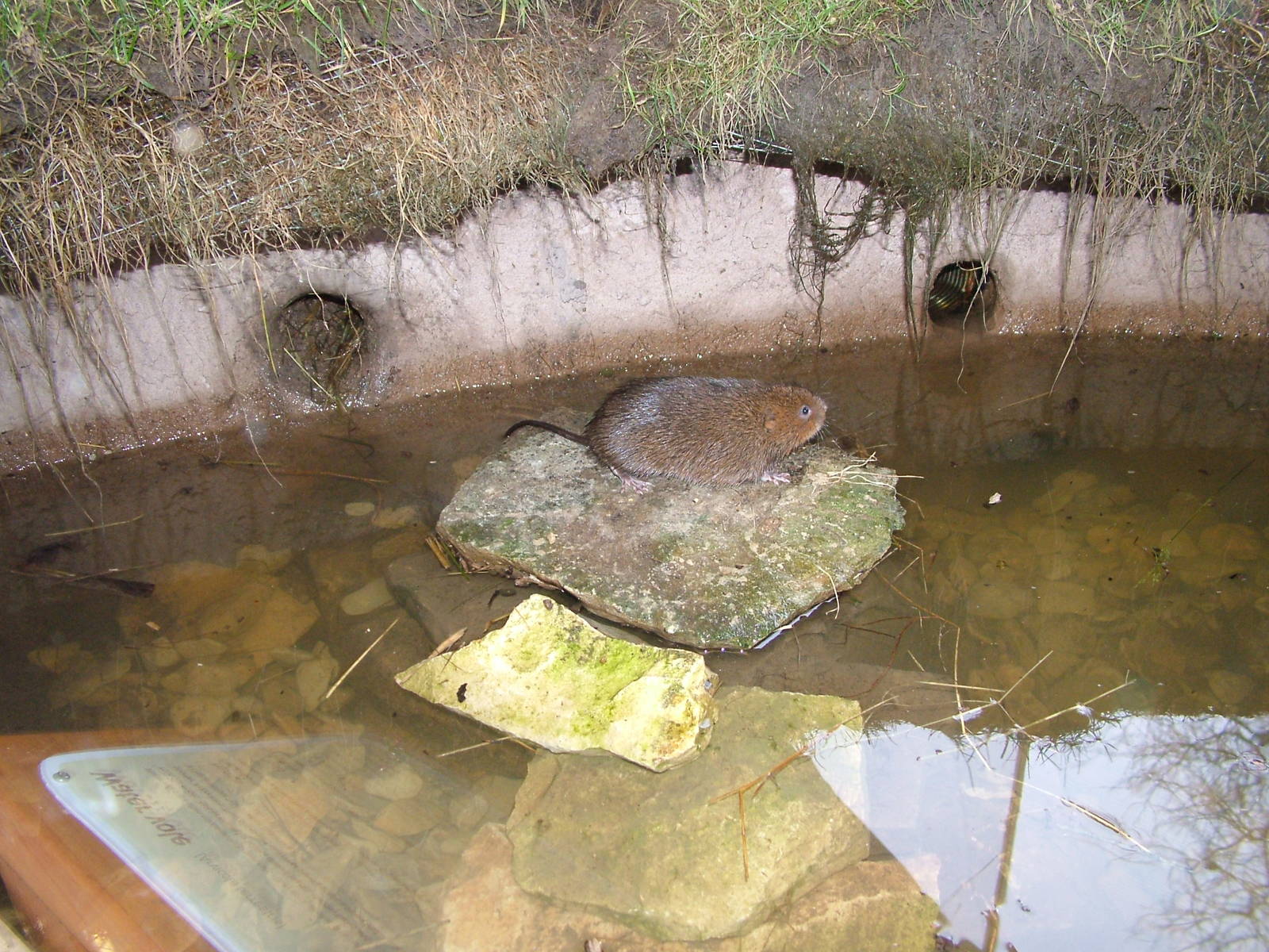 Northern Water Vole at Slimbridge 06/02/10