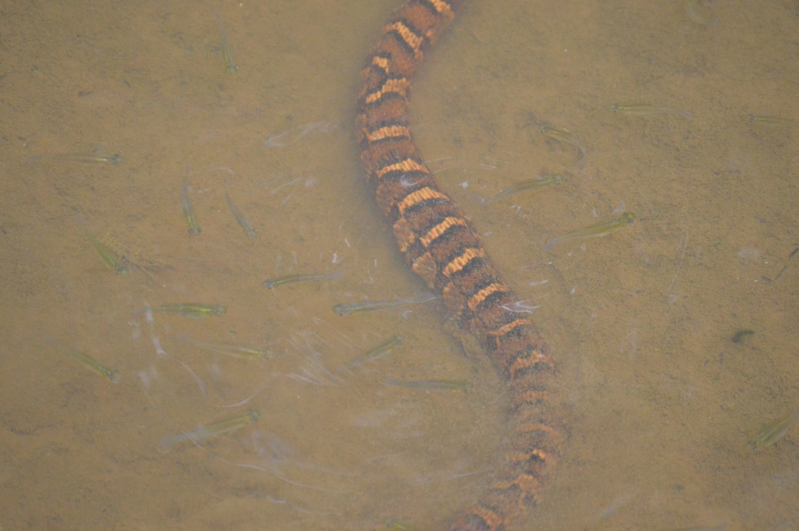 Northern Watersnake (Nerodia sipedon sipedon) swimming amongst fish.