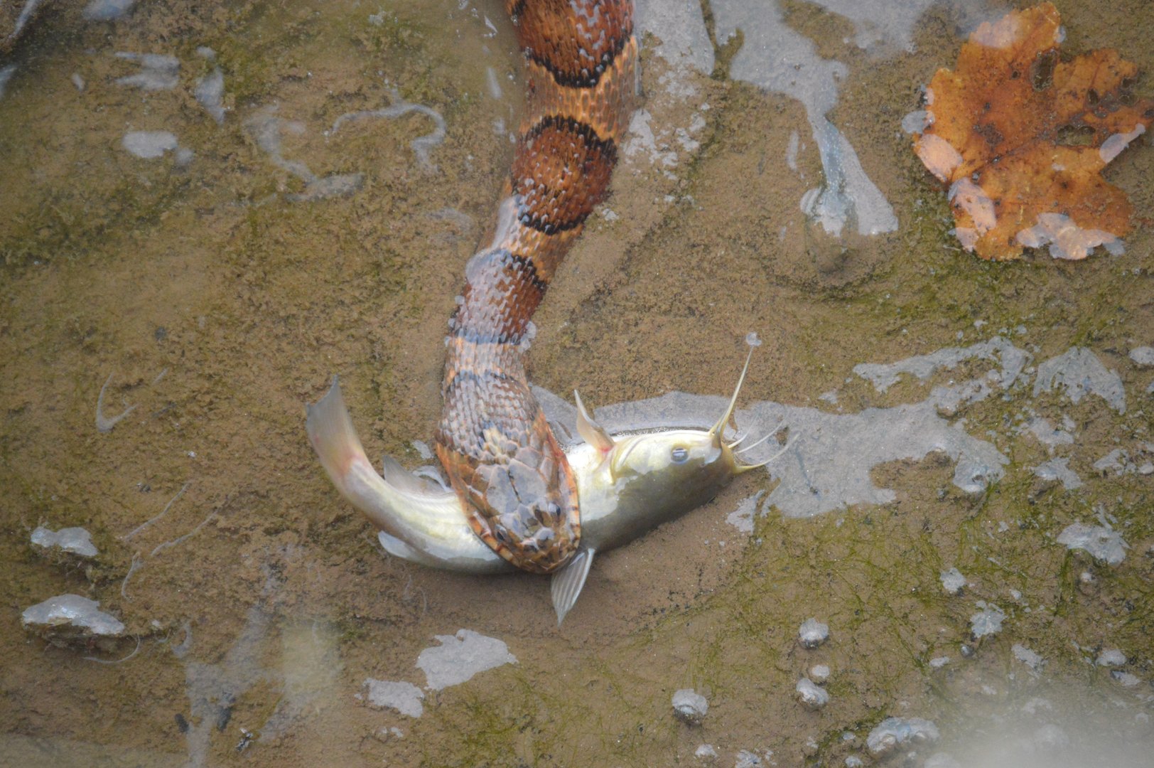 Northern Watersnake (Nerodia sipedon sipedon) with its prize; a Bullhead.