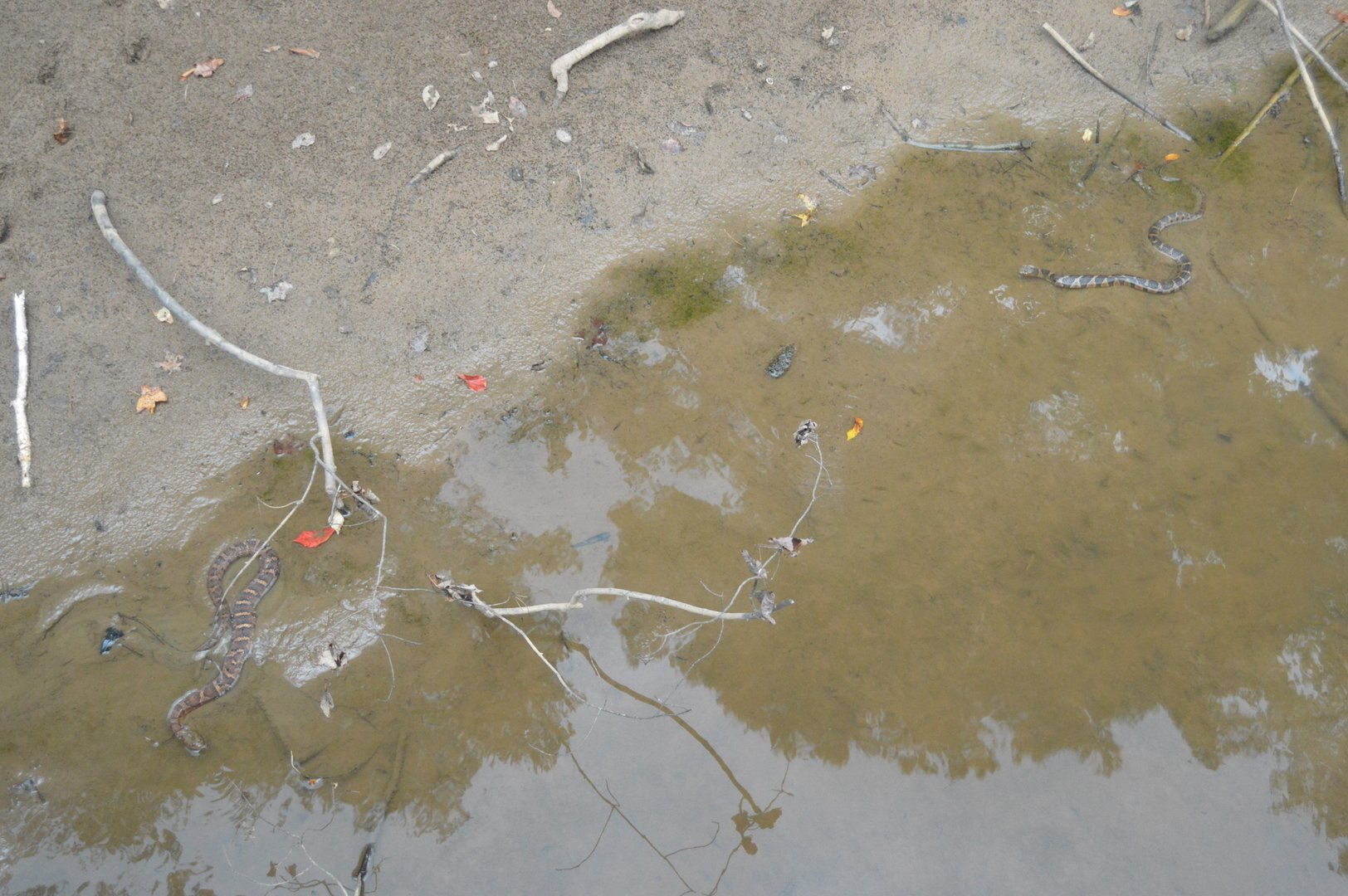 Northern Watersnake (Nerodia sipedon sipedon)