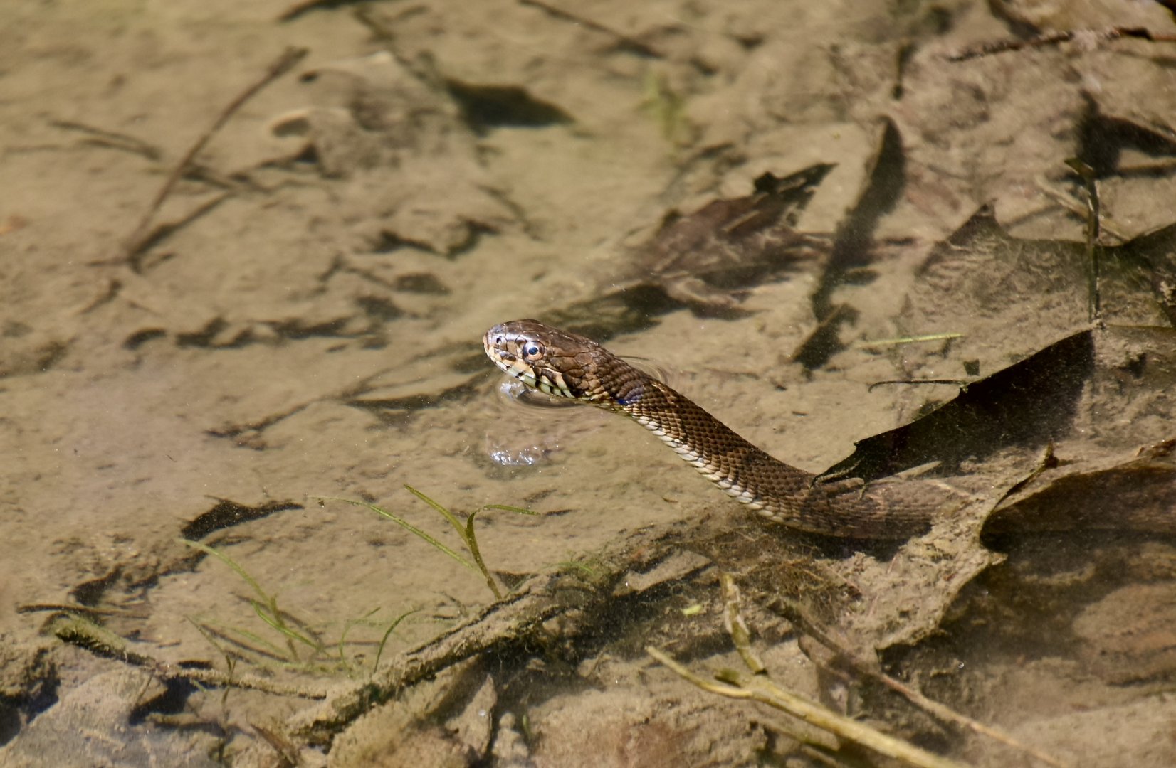 Northern Watersnake (Nerodia sipedon sipedon)
