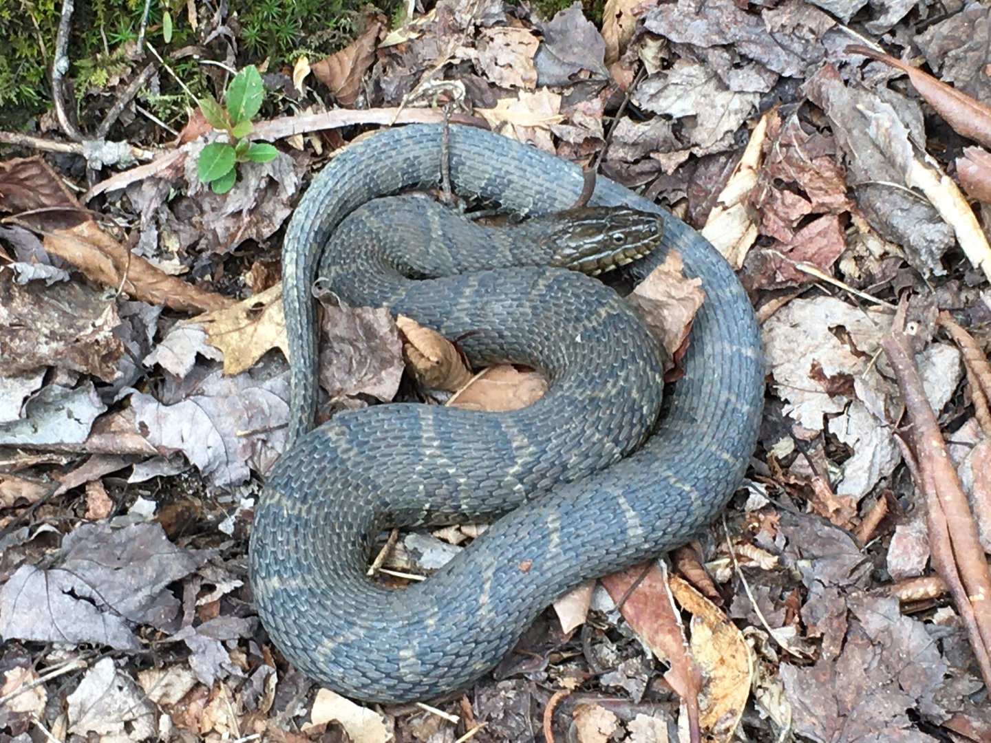 Northern Watersnake (Nerodia sipedon)