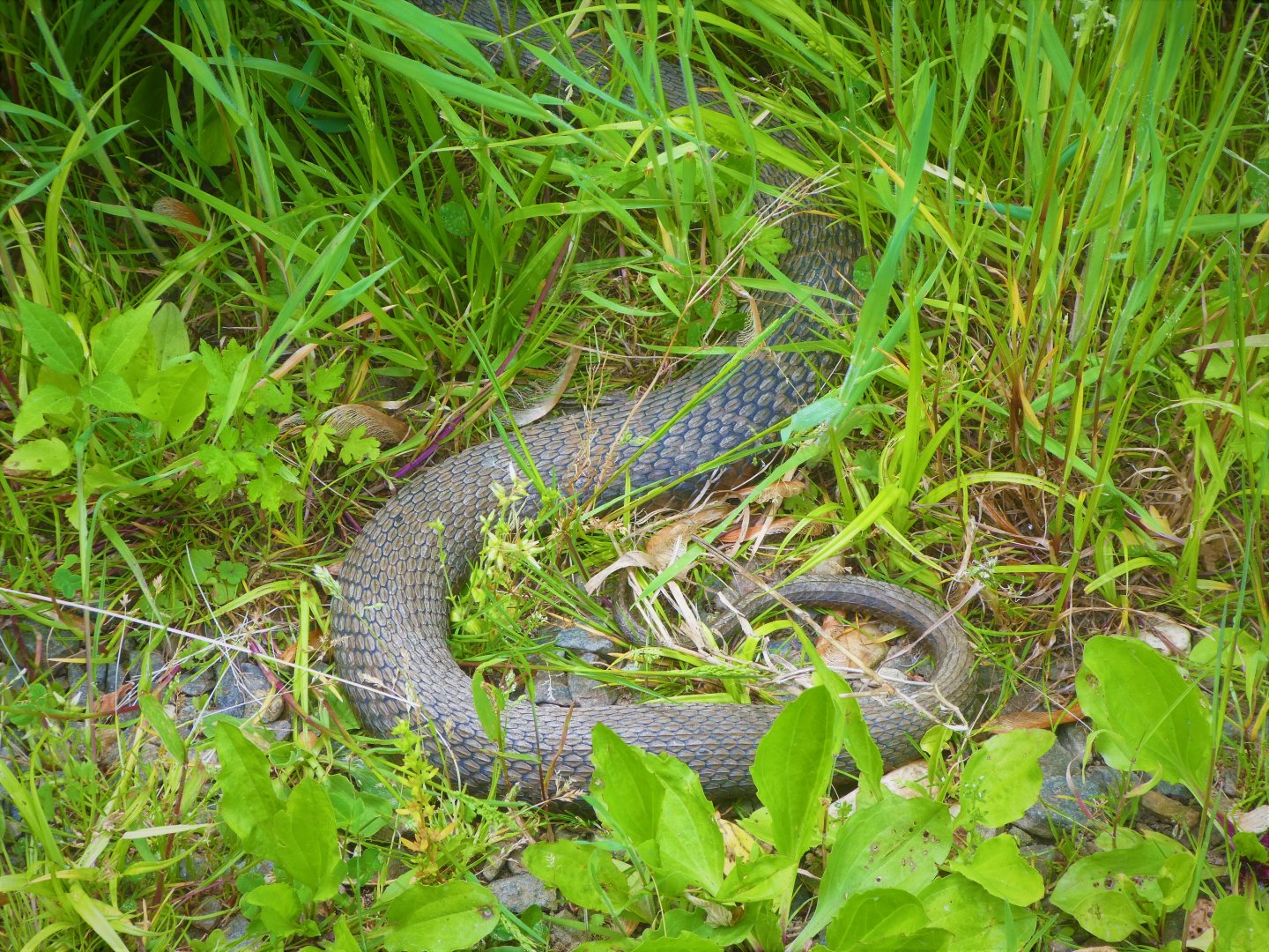 Northern Watersnake