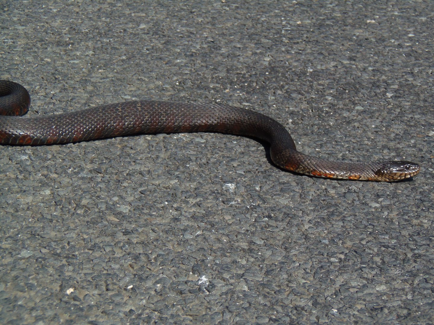 Northern Watersnake