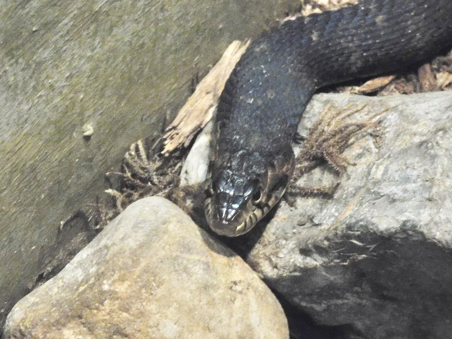 Northern Watersnake