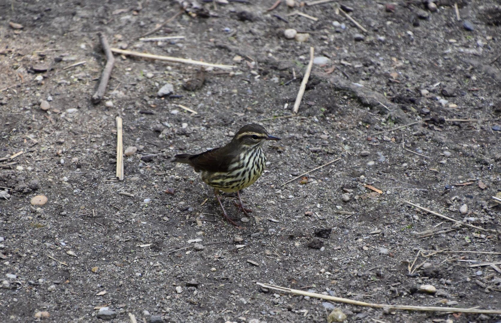 Northern Waterthrush (Parkesia noveboracensis) - wild