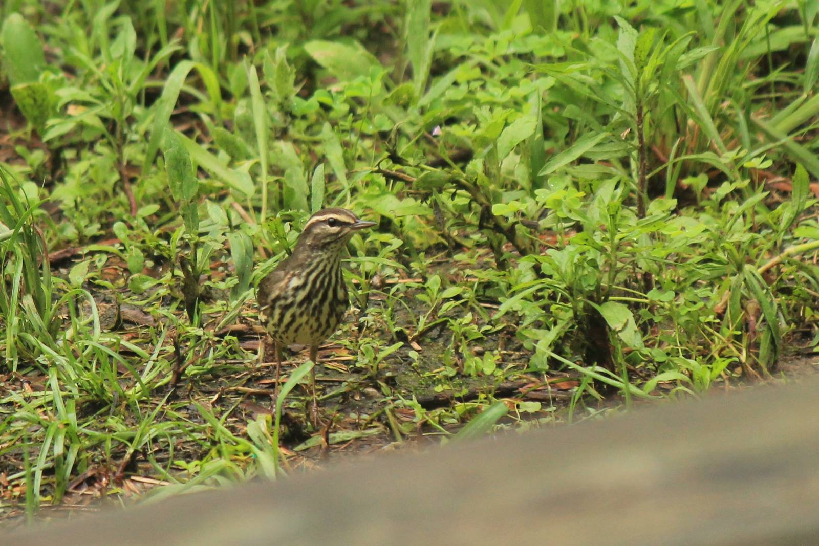Northern Waterthrush