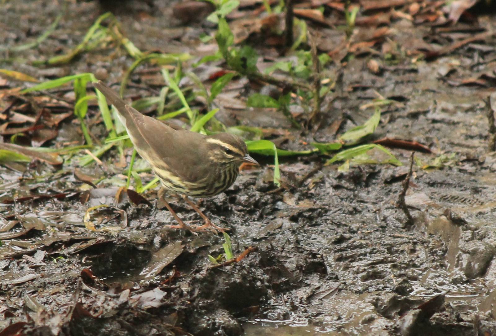 Northern Waterthrush