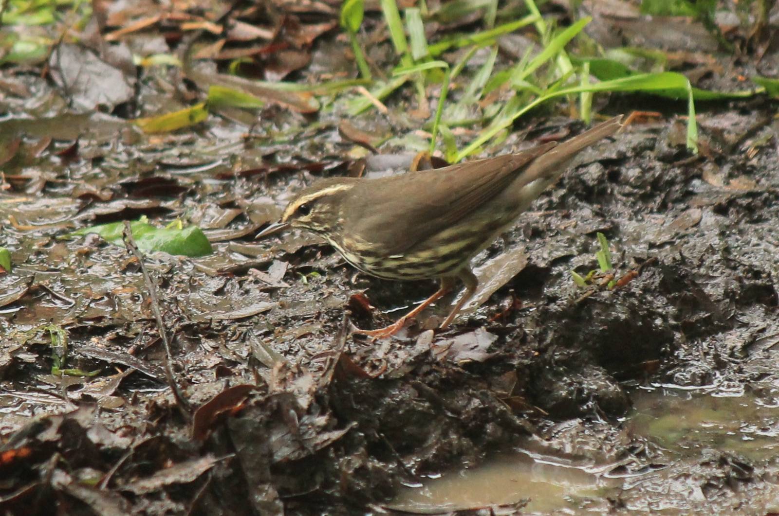 Northern Waterthrush