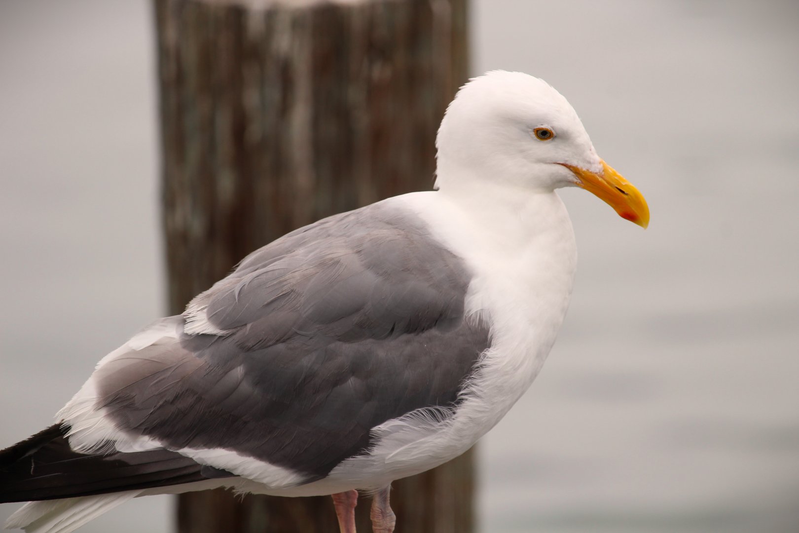 Northern Western Gull