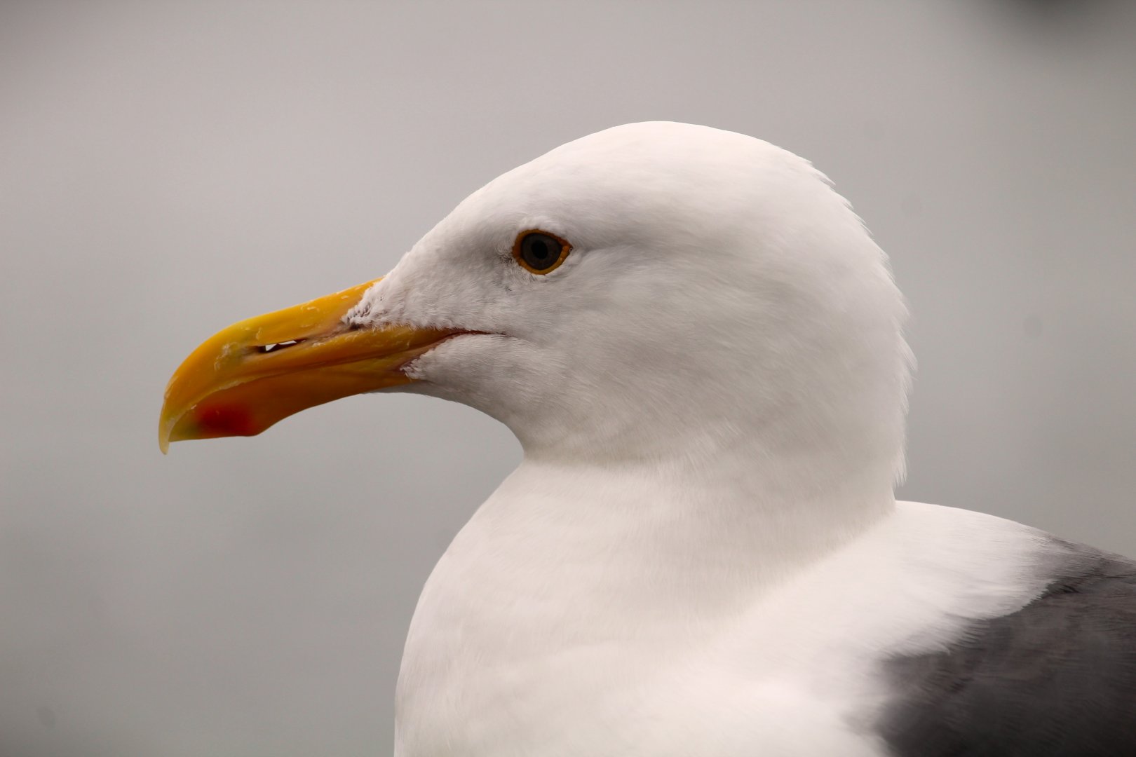 Northern Western Gull