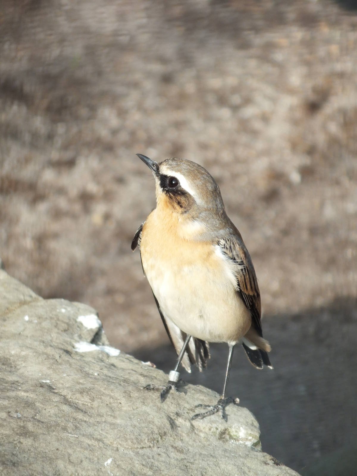 Northern Wheatear (Oenanthe oenanthe) at Wilhelma - April 10th 2015