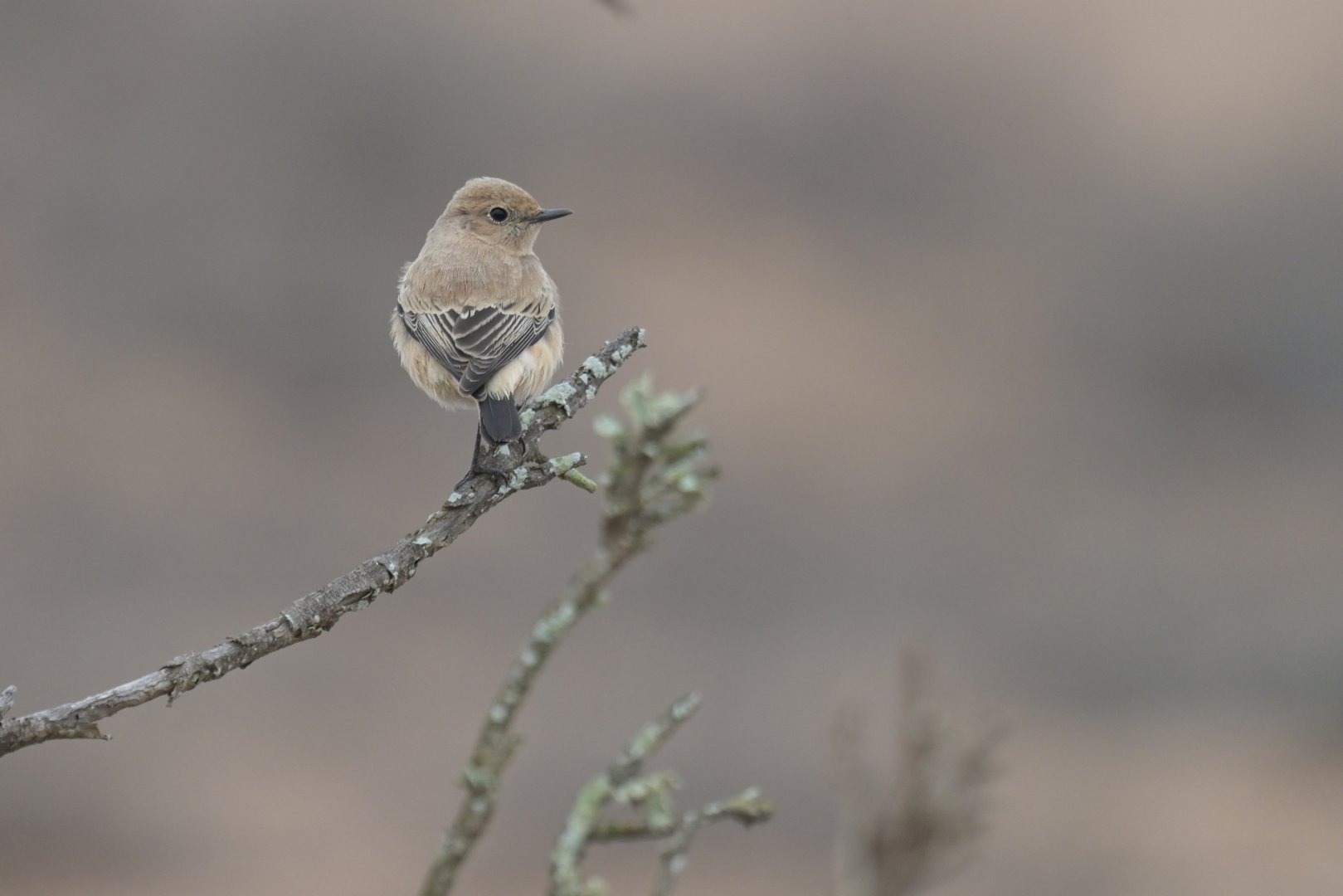 Northern Wheatear Oenanthe oenanthe