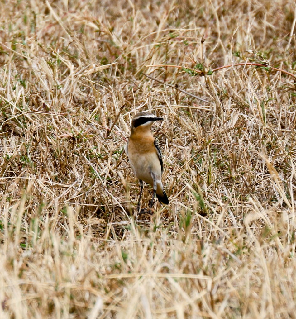 Northern Wheatear