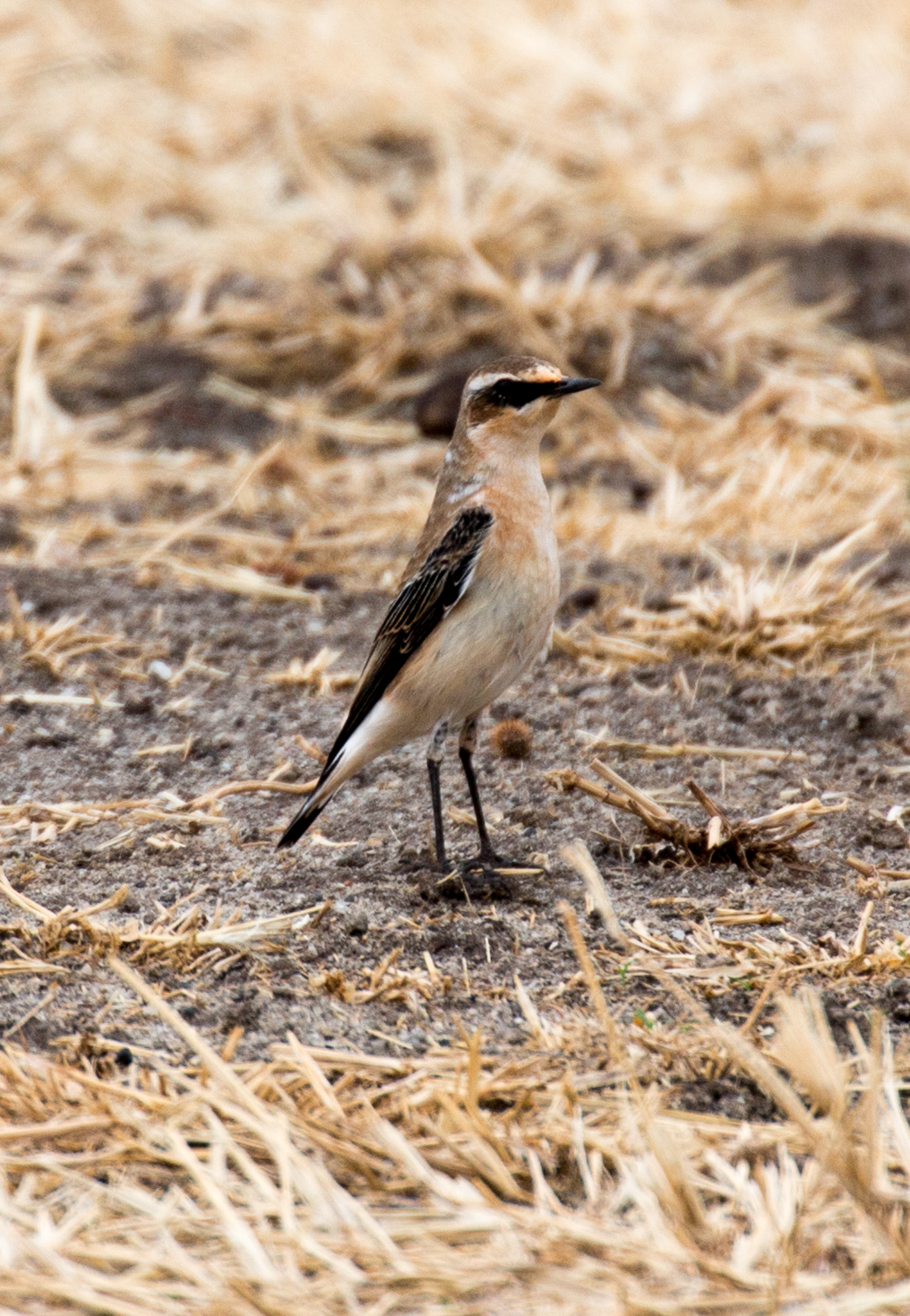 Northern Wheatear