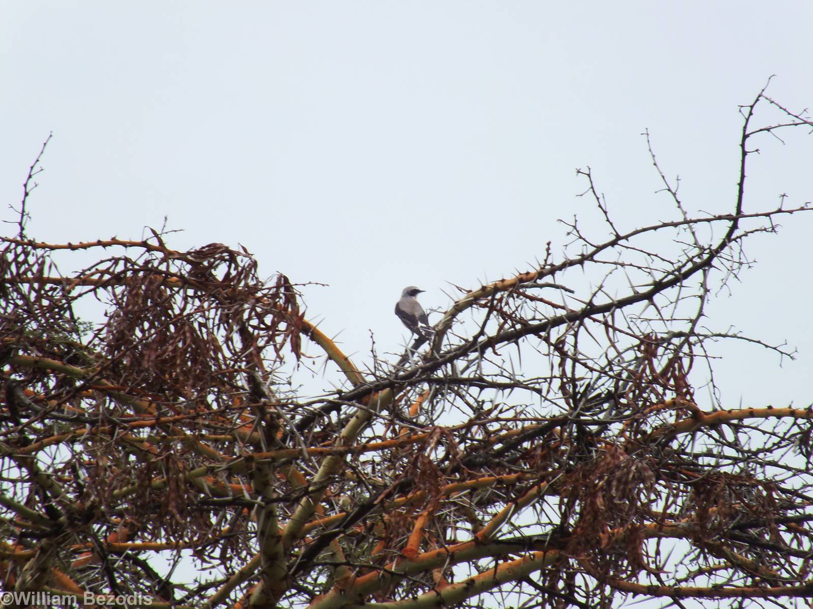 Northern Wheatear