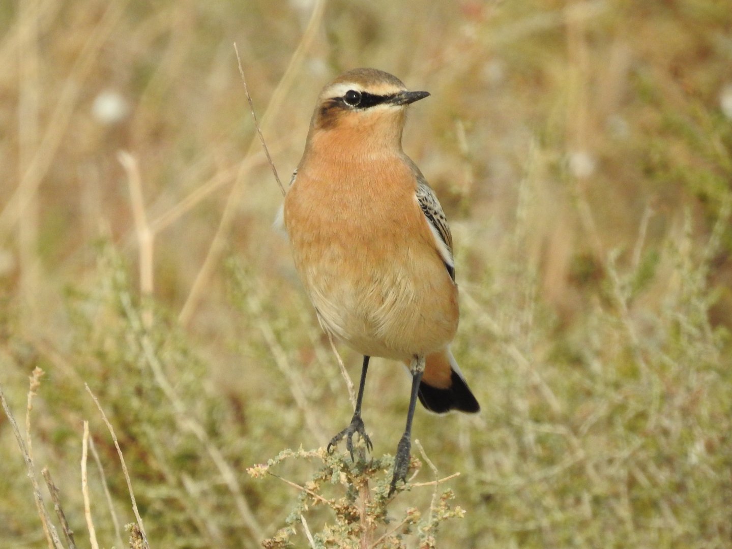 Northern Wheatear