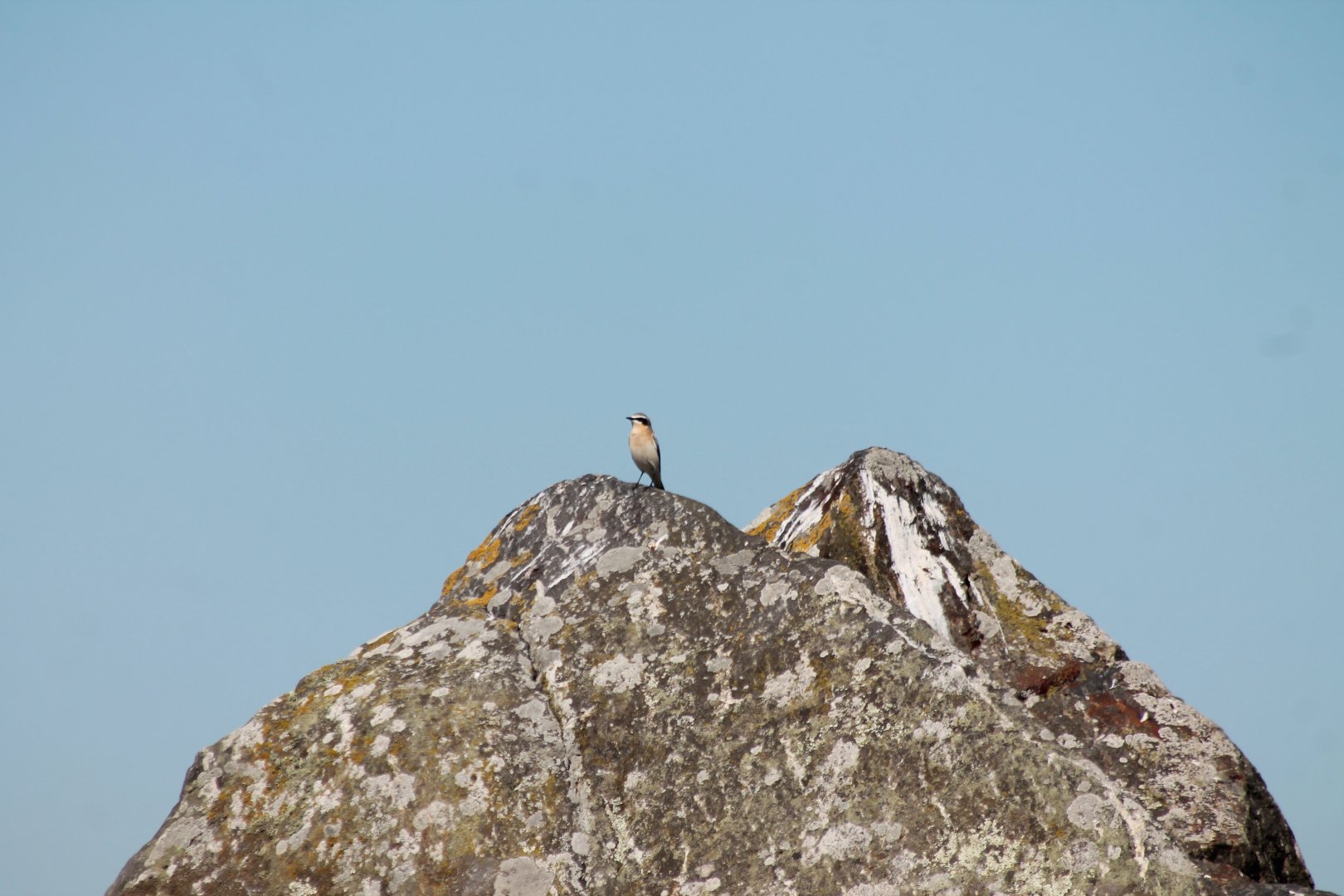 Northern Wheatear