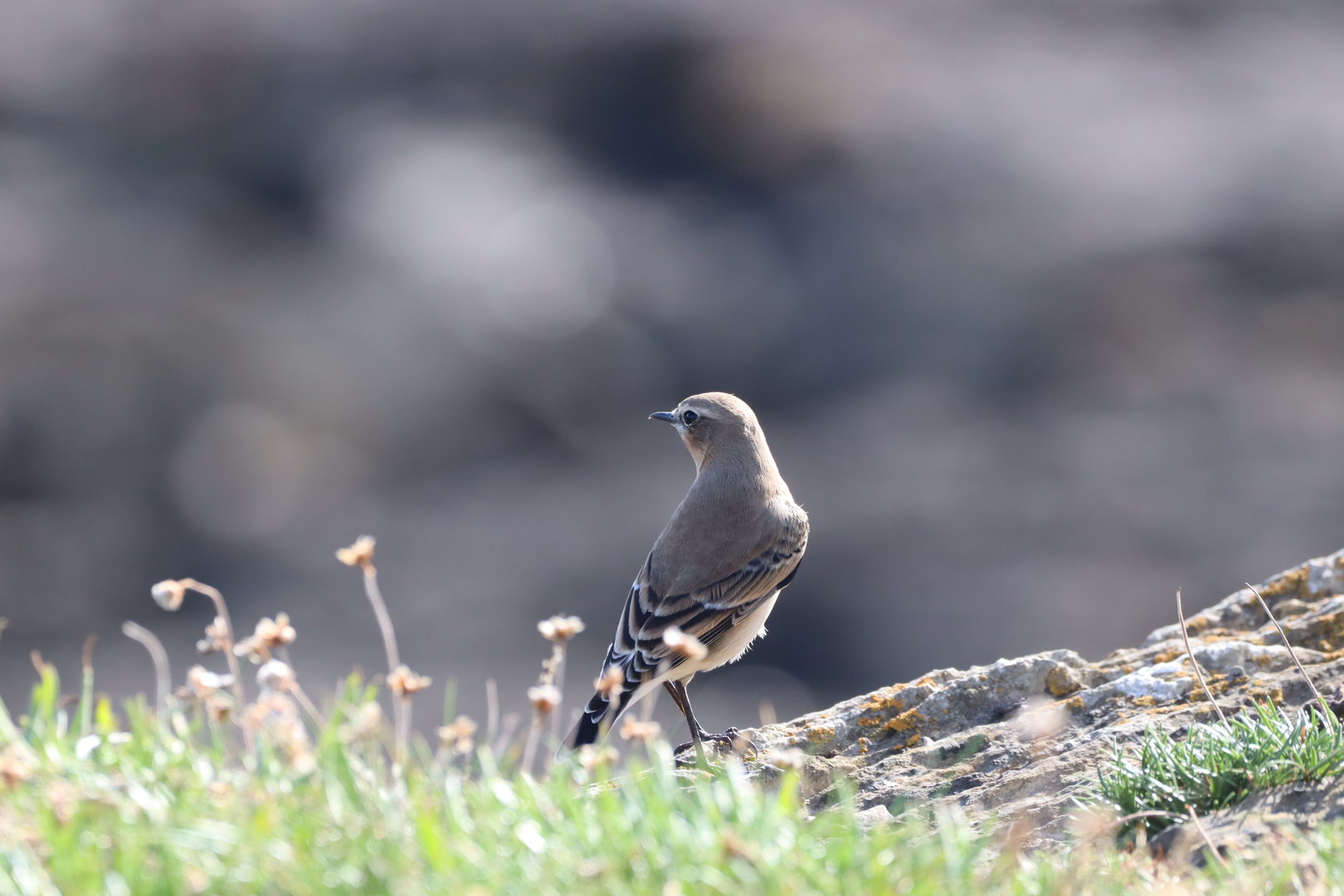 Northern Wheatear