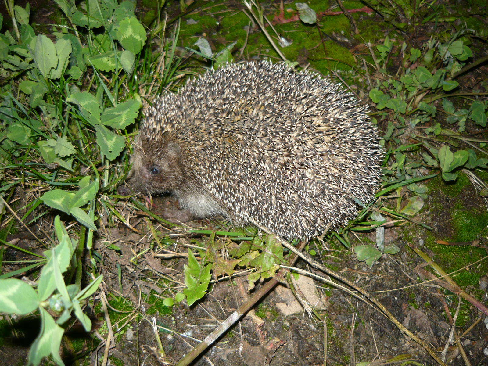 Northern white-breasted hedgehog (Erinaceus roumanicus pallidus)