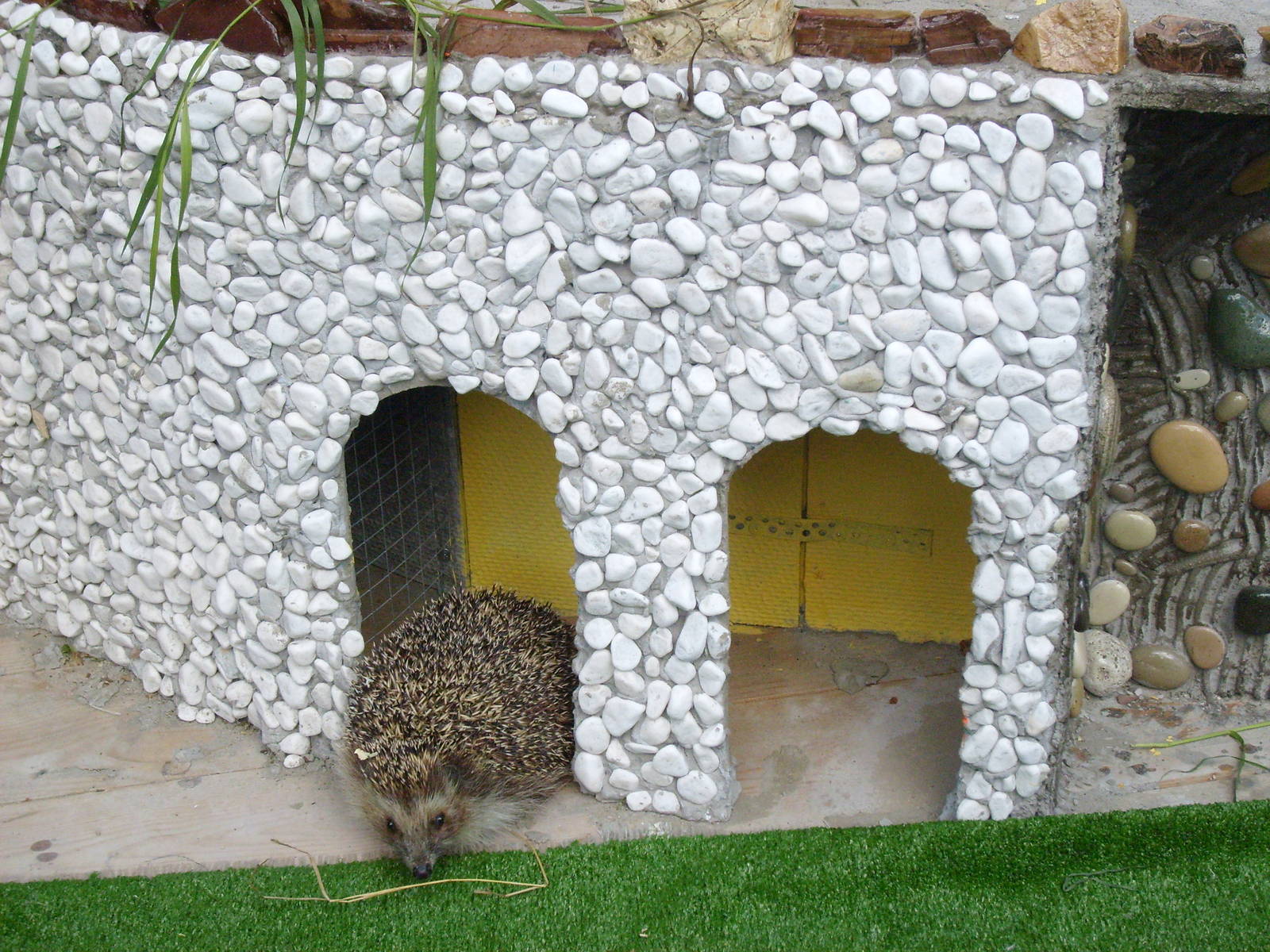 Northern white-breasted hedgehog/Erinaceus roumanicus