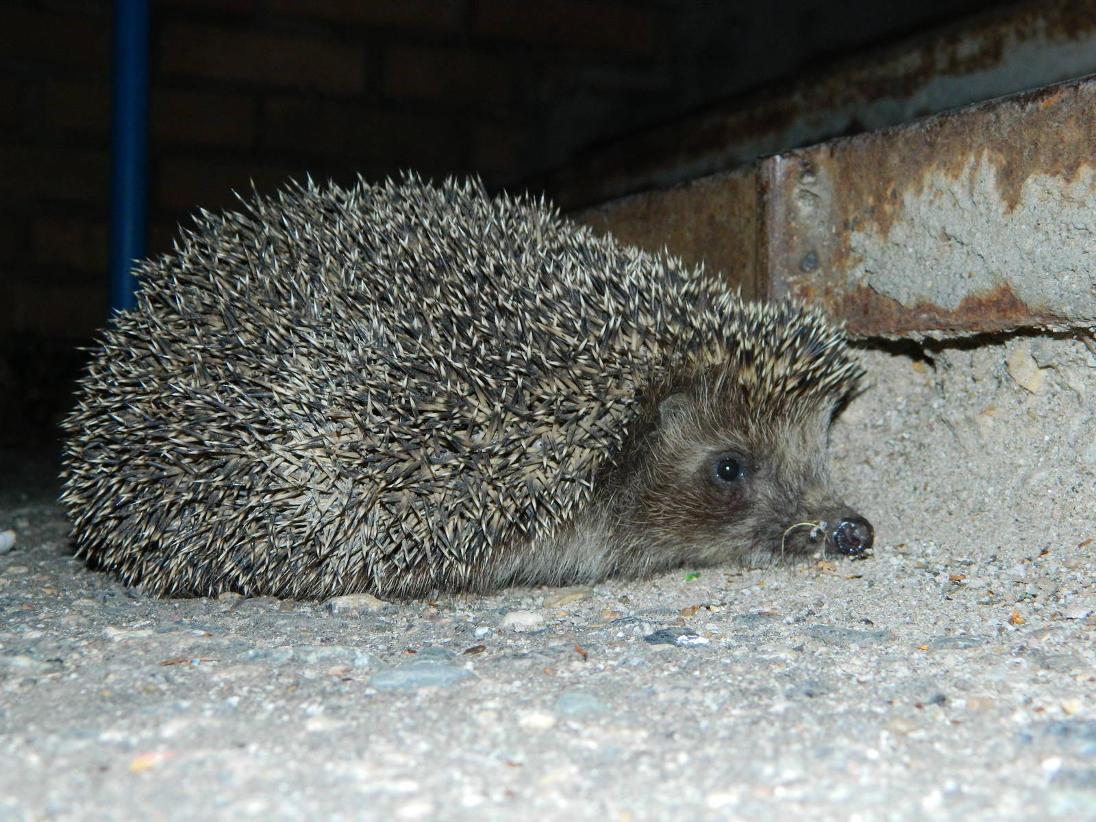 Northern white-breasted hedgehog (Erinaceus roumanicus)