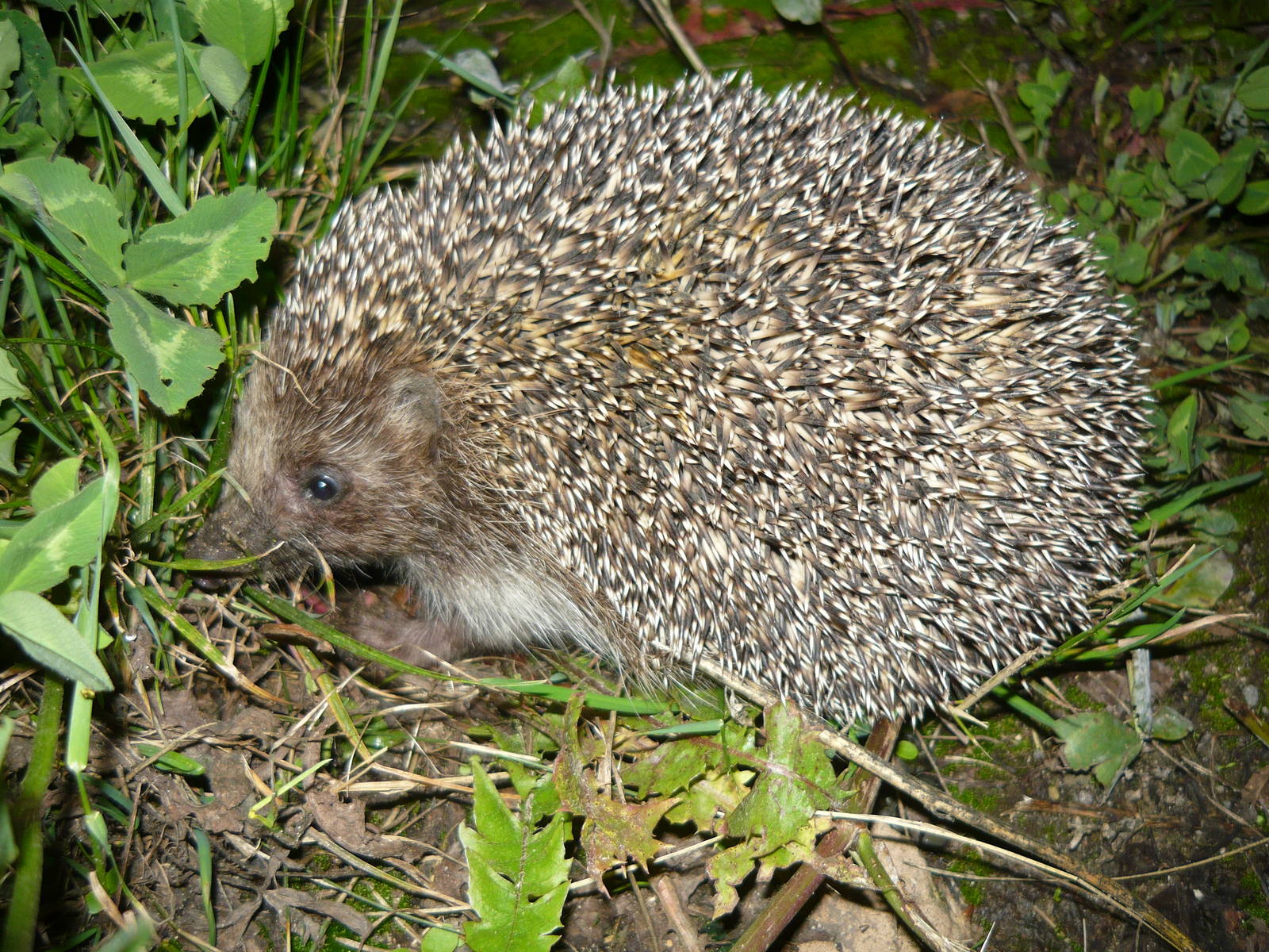 Northern white-breasted hedgehog (Erinaceus roumanicus)