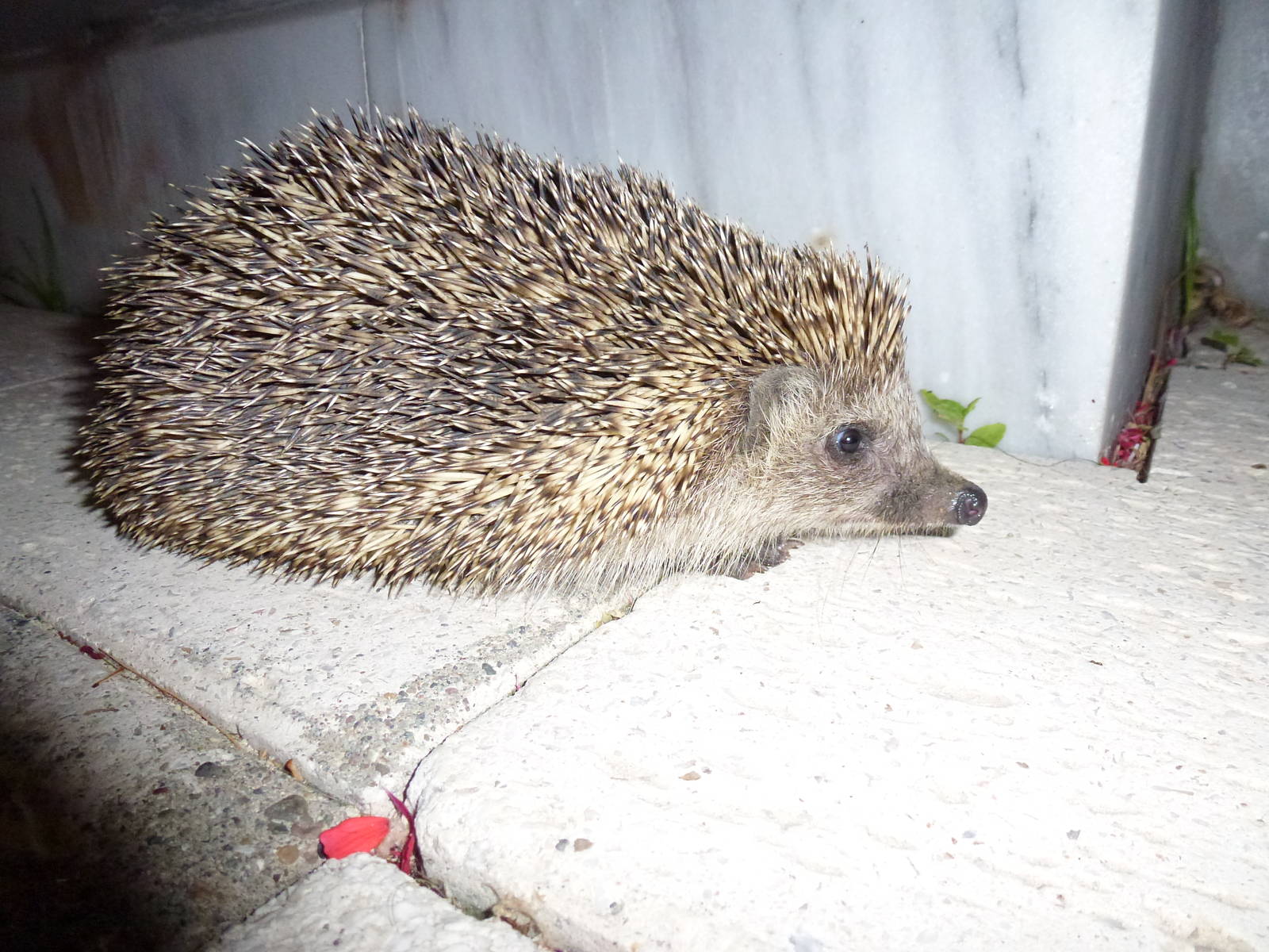 Northern white-breasted hedgehog, July 2013.