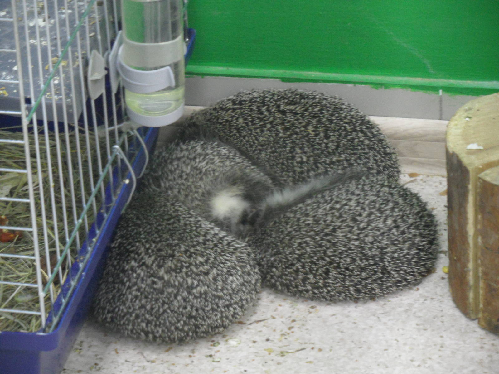 Northern White-breasted Hedgehogs family