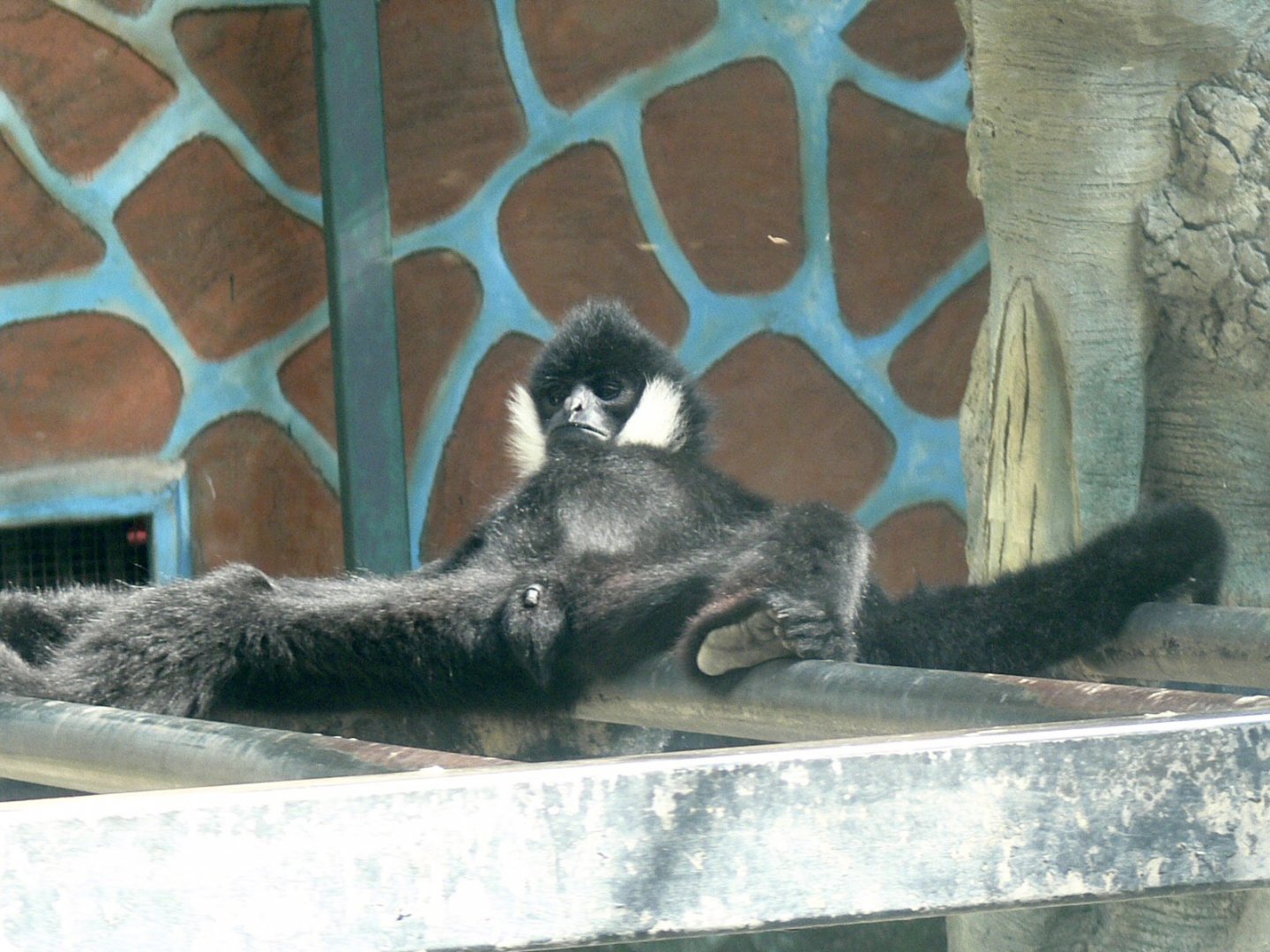 Northern White-cheeked Crested Gibbon 2025/11/25-1