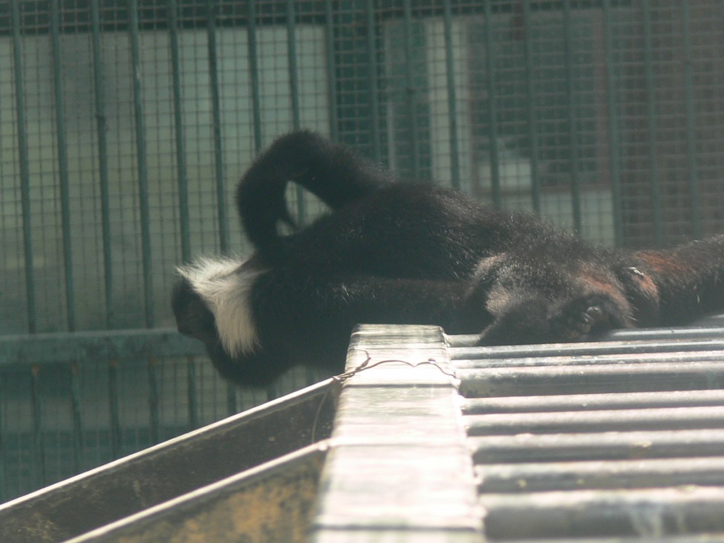 Northern White-cheeked Crested Gibbon 2025/11/25-2