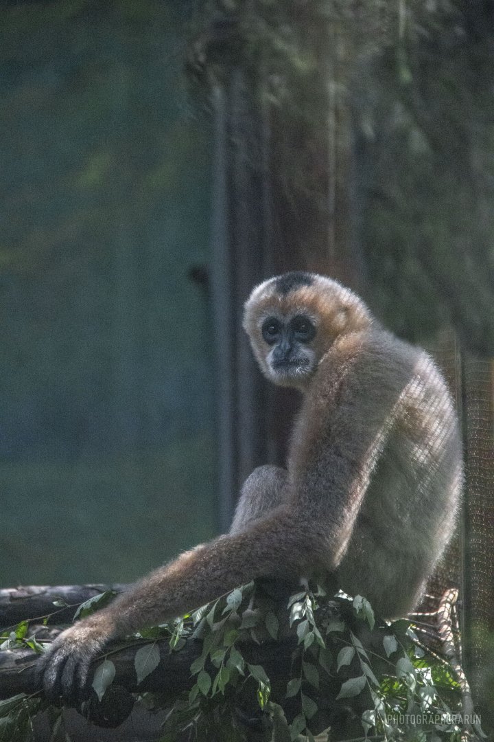 Northern White-cheeked Crested Gibbon