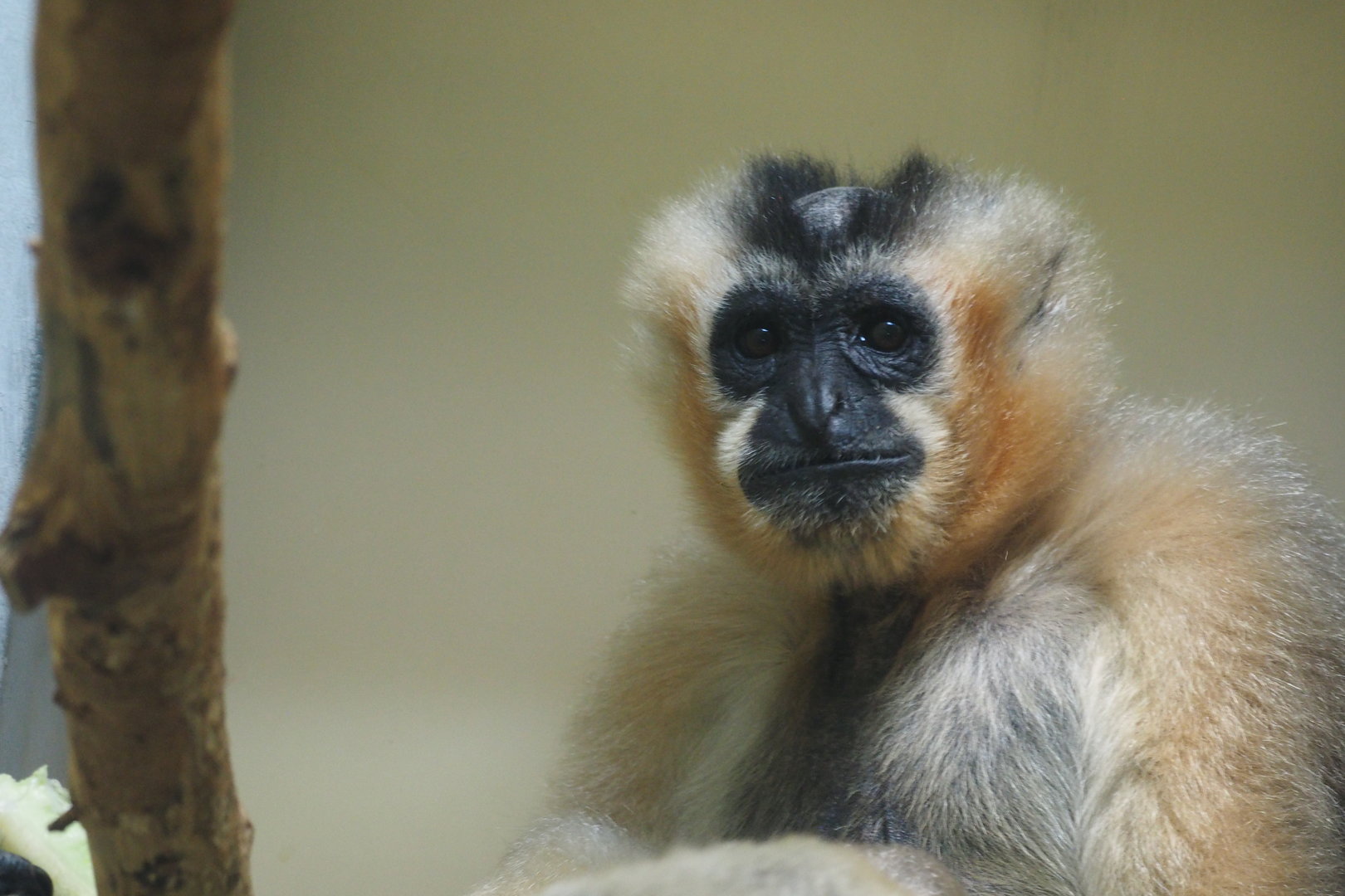 Northern White-Cheeked Gibbon 1