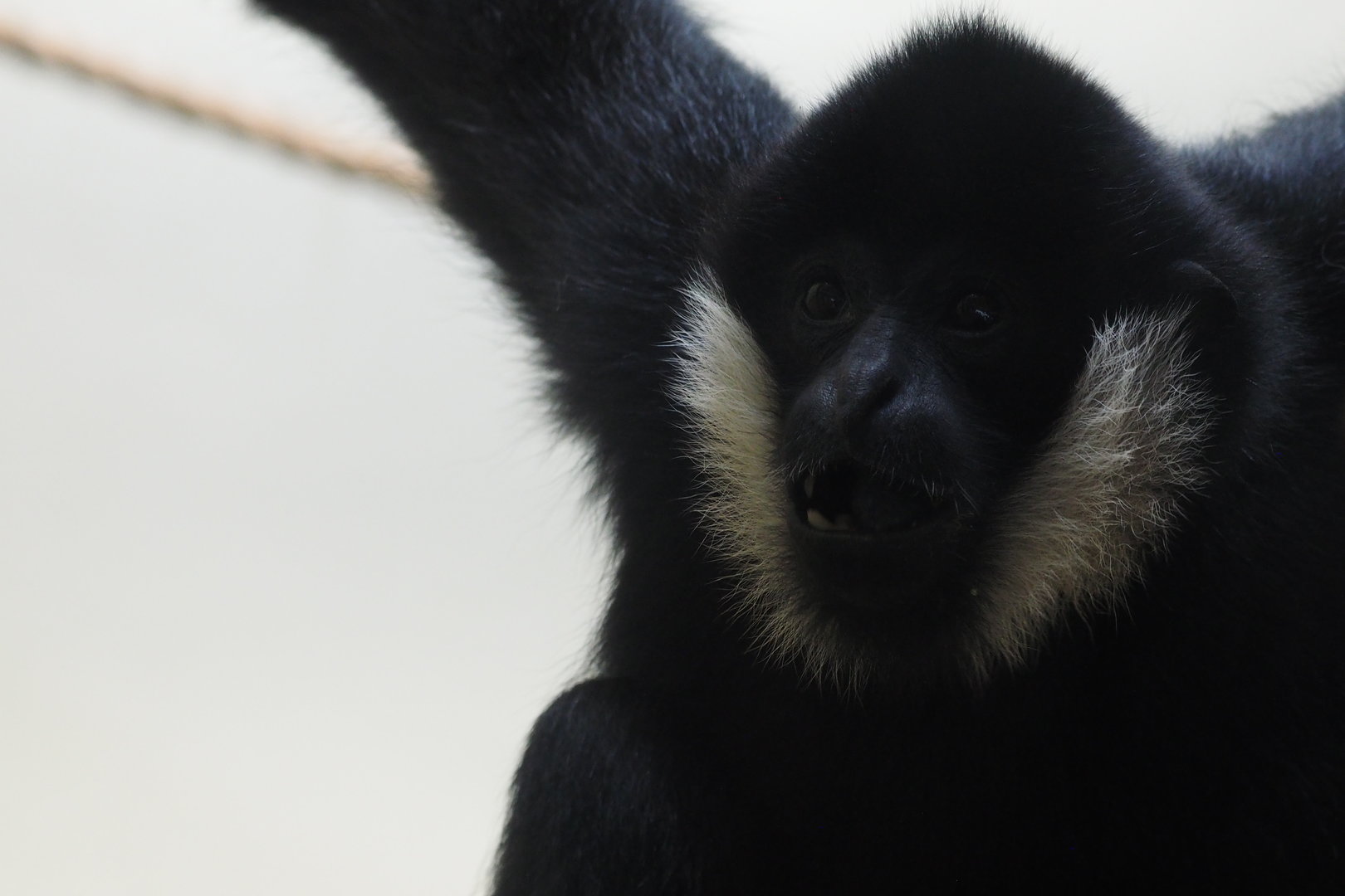 Northern White-Cheeked Gibbon 2
