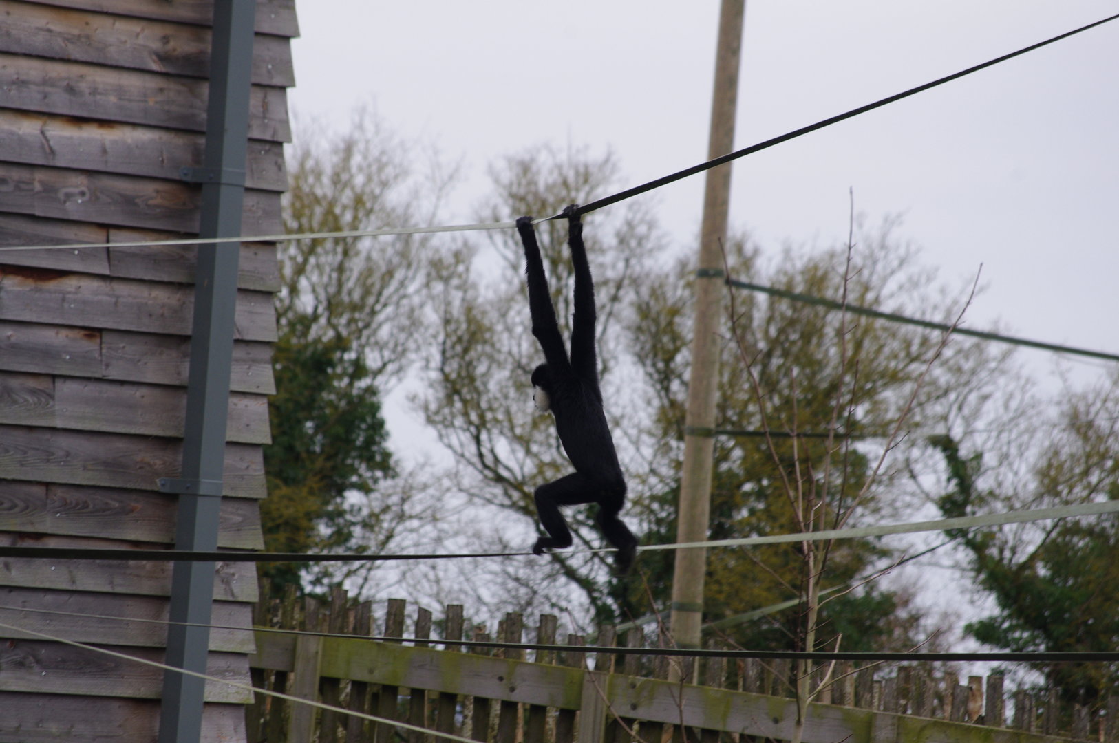 Northern White-cheeked gibbon- 4/3/2023