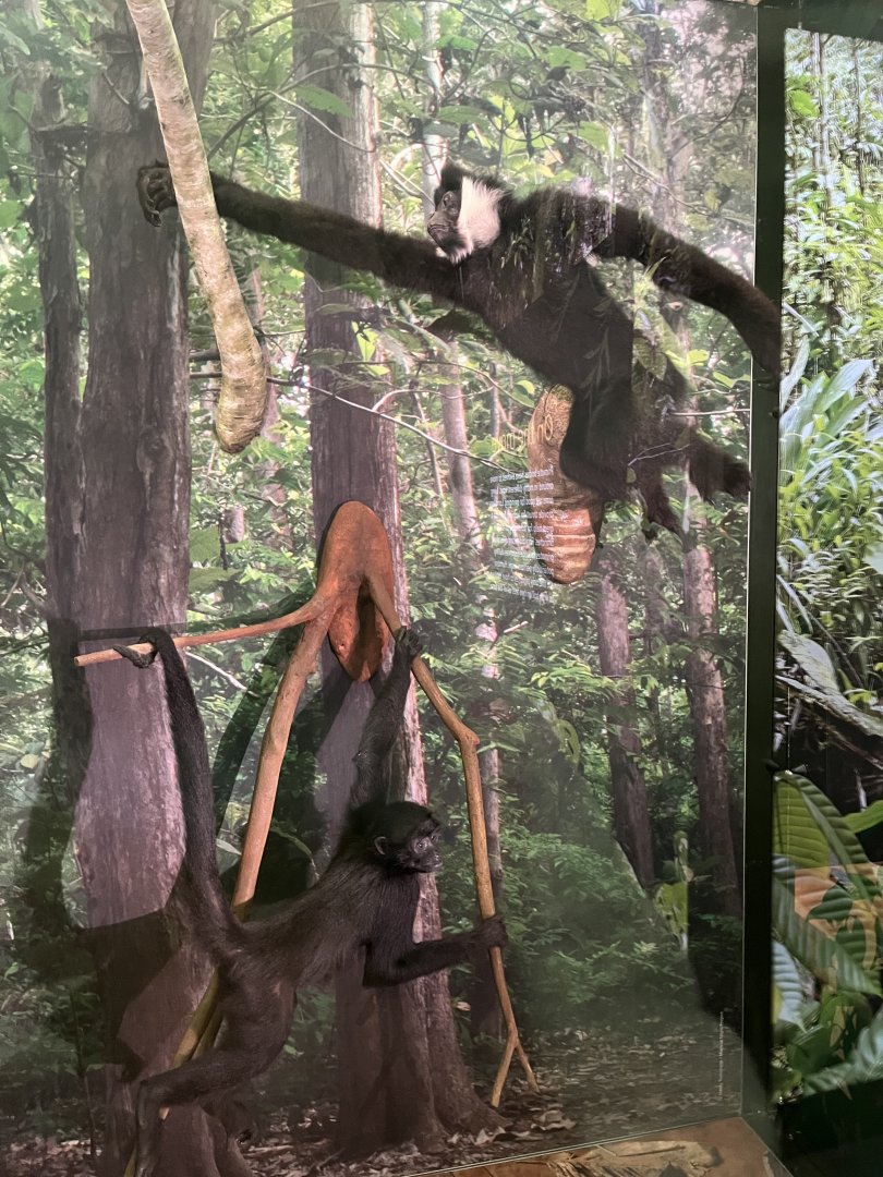 Northern white cheeked gibbon and Columbian black spider monkey 1.8.25