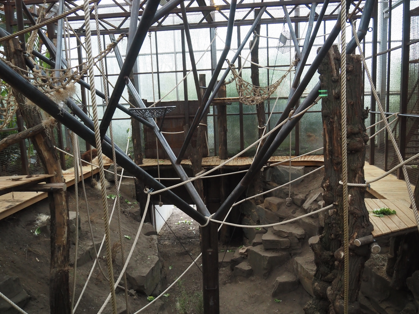 Northern white-cheeked gibbon and Sumatran orangutan indoor exhibit with new climbing structures and "catwalk" platform, 2025-03-23