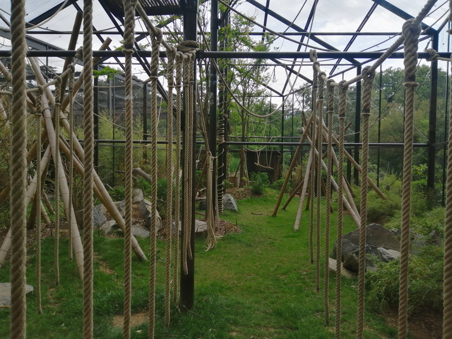 Northern white-cheeked gibbon and tufted deer exhibit