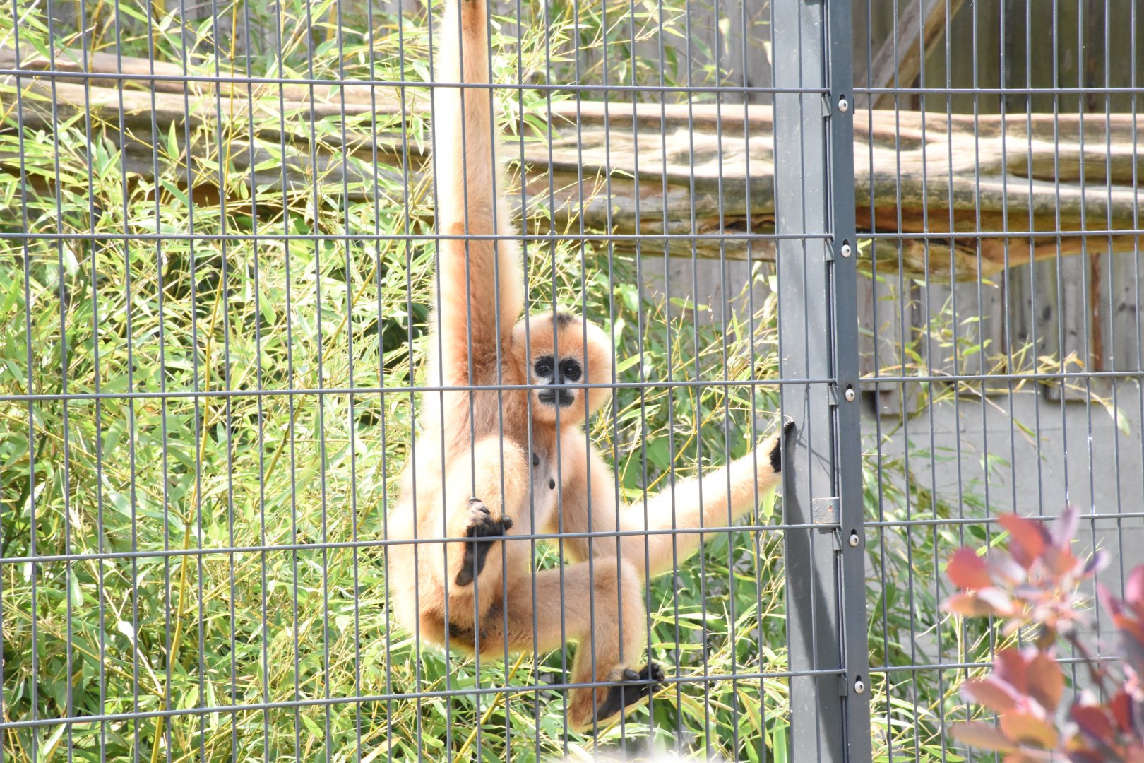 Northern white-cheeked gibbon - Artenschutzzentrum Grasleben