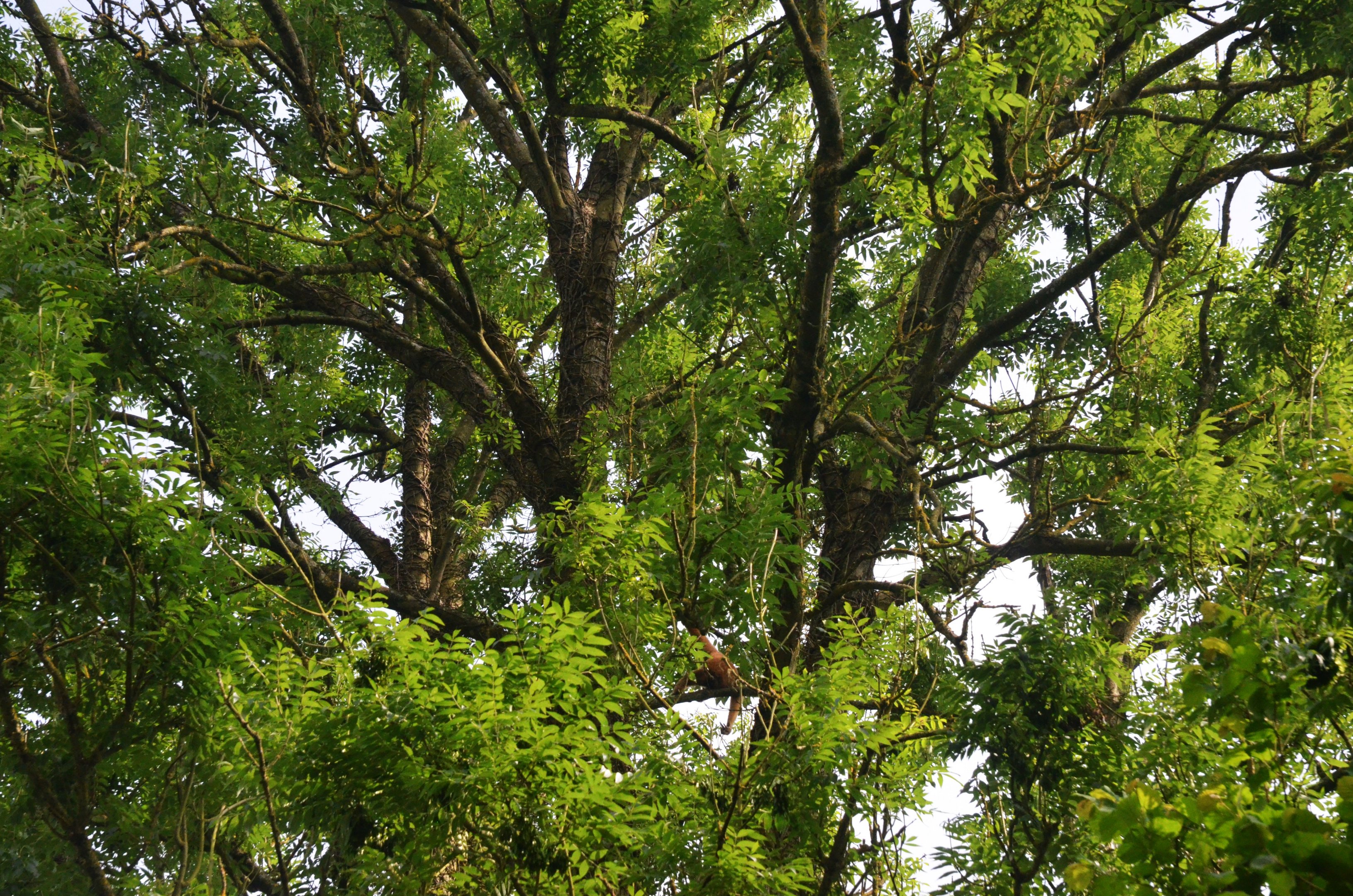 Northern White-cheeked Gibbon at CERZA, 10/06/18