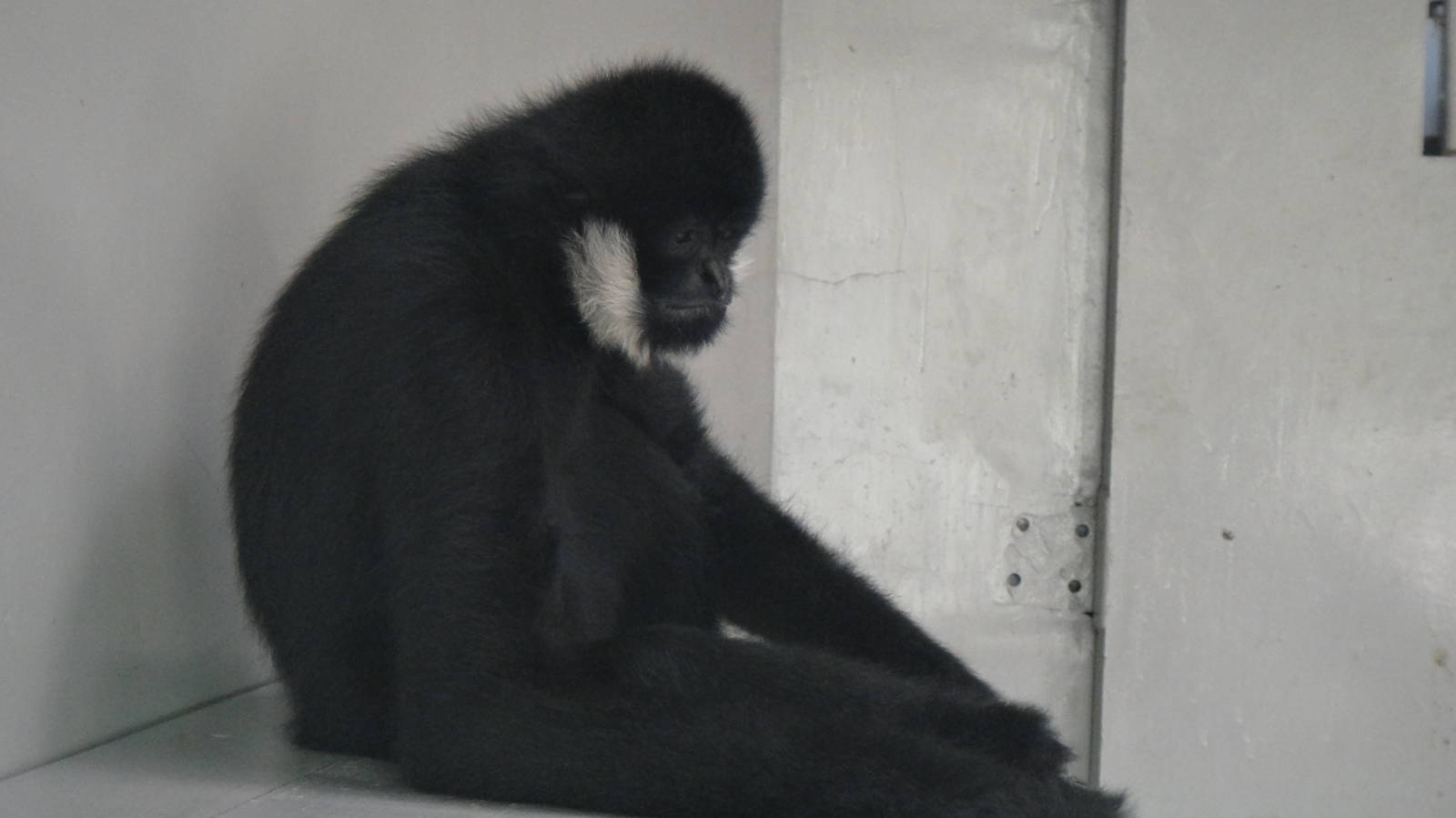 Northern white-cheeked gibbon at Chengdu zoo 2013-3-24
