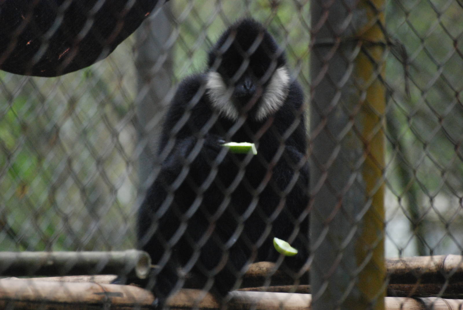 Northern White-cheeked Gibbon at EPRC Cuc Phuong, 10/03/12