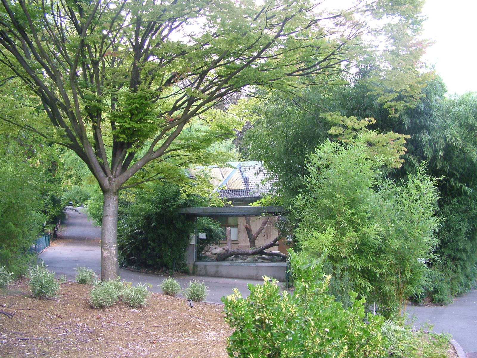 Northern White-cheeked Gibbon at Mulhouse 29/08/09