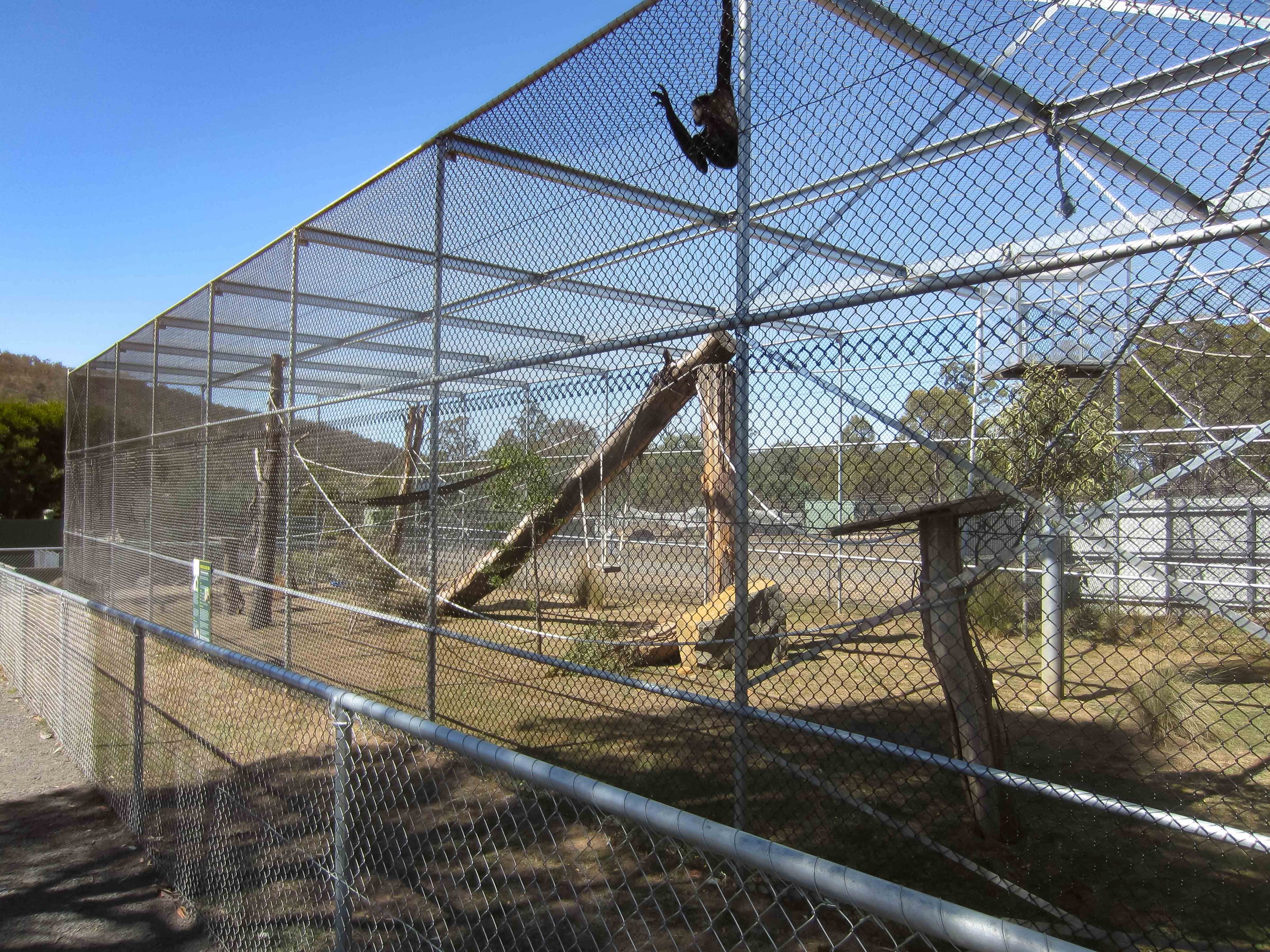 Northern White-cheeked Gibbon cage