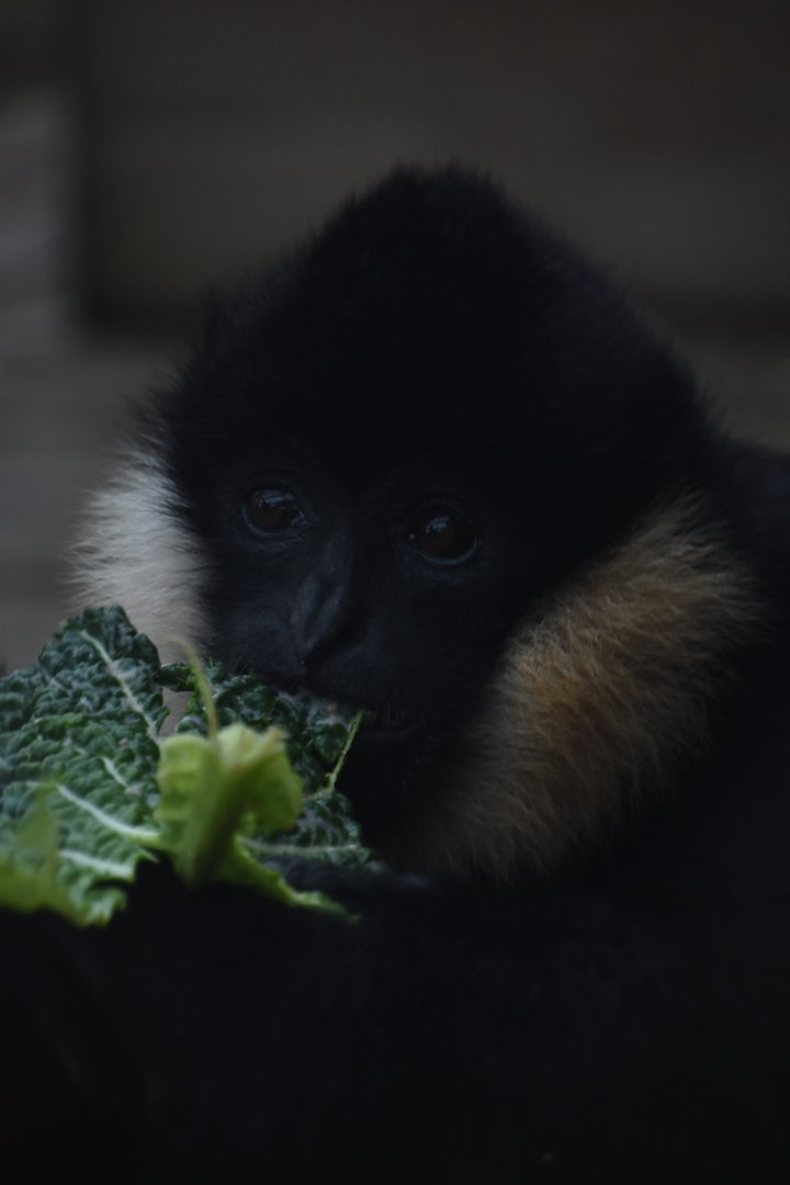 Northern white-cheeked gibbon eating
