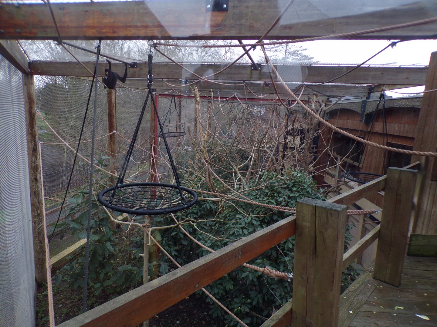 Northern white-cheeked gibbon enclosure 11.2.25