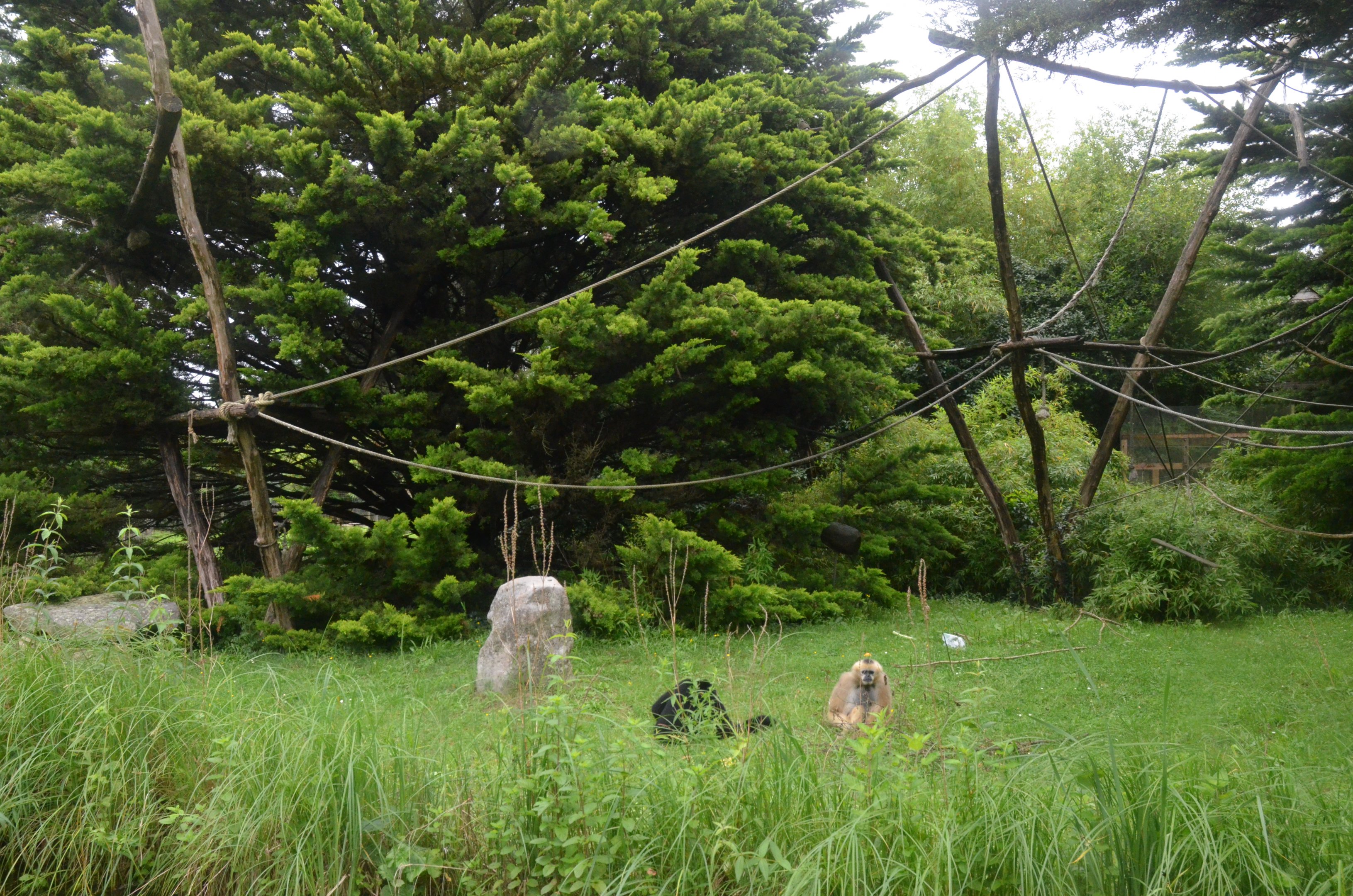 Northern White-cheeked Gibbon Enclosure at La Flèche, 11/06/18